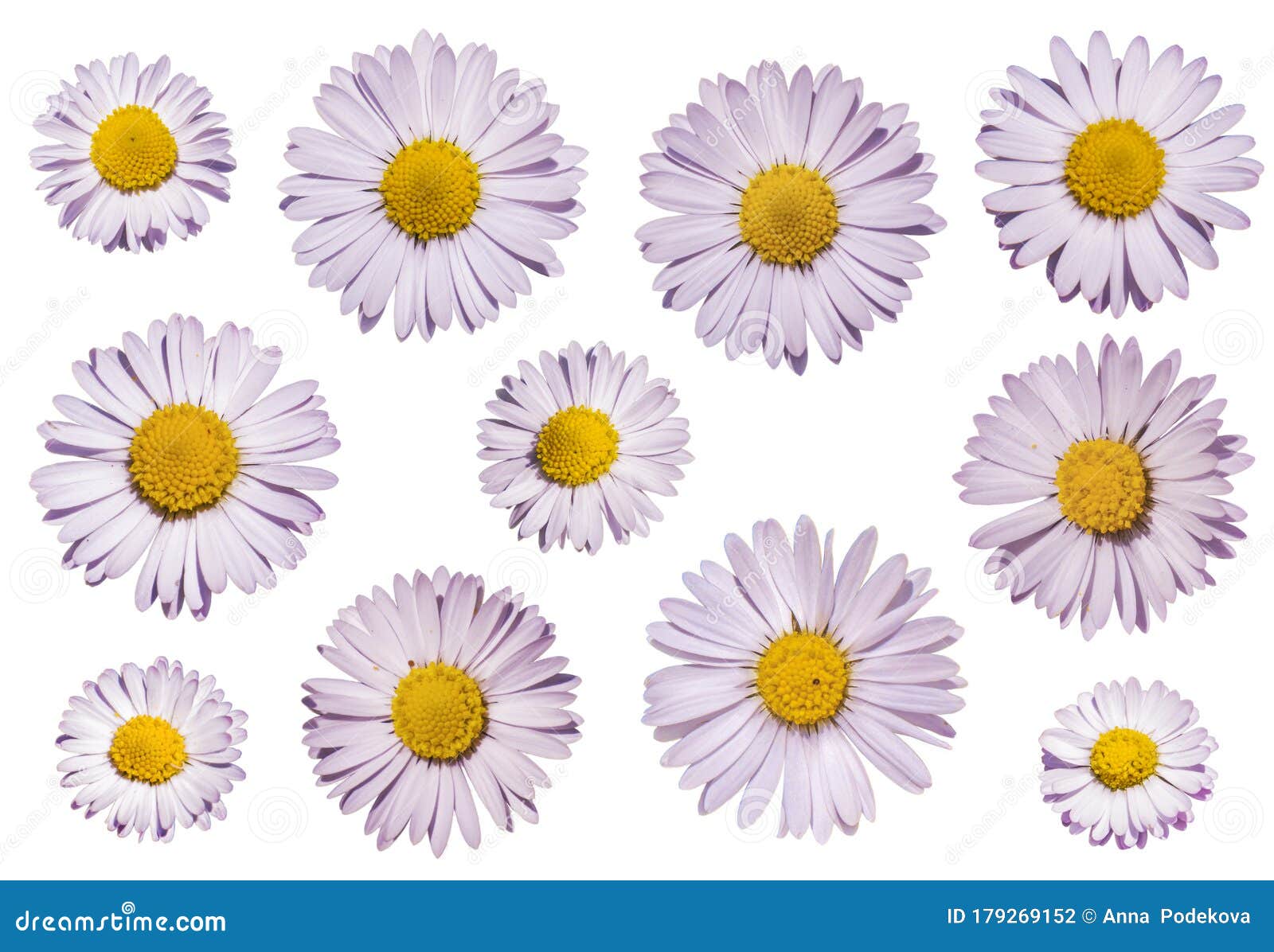 daisy or moonflower or marguerite flower  on transparency.