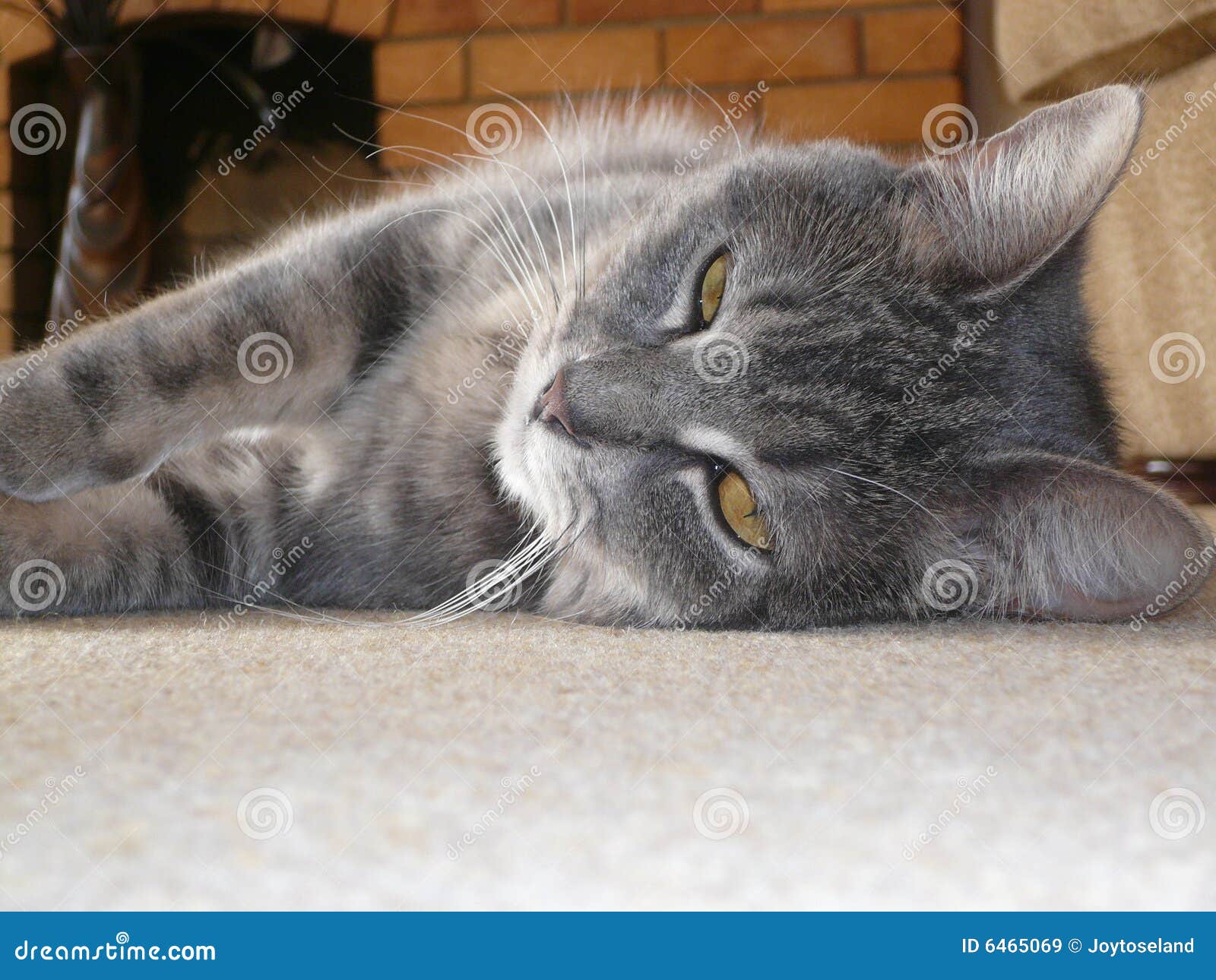 Daisy, my cat. stock image. Image of single, mammal, portrait 6465069