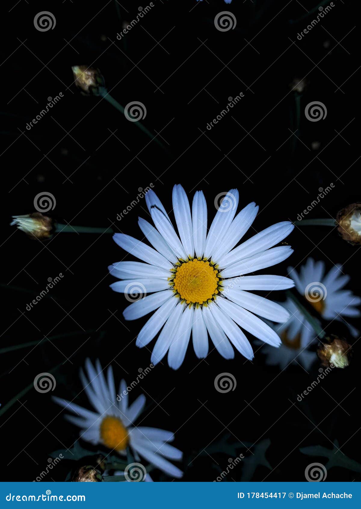 Daisy at night stock image. Image of spring, macrophotographyndaisies