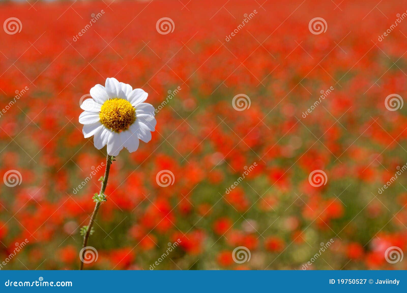 Daisy over poppy field stock image. Image of petal, beauty 19750527