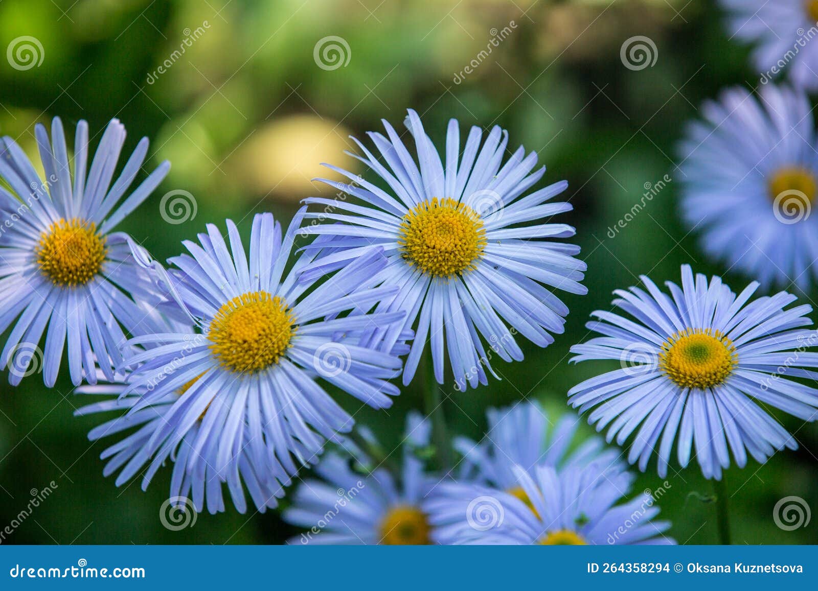 daisy penumbra garden. beautiful nature scene with blooming chamomile. chamomile spring flower landscape. summer chamomile