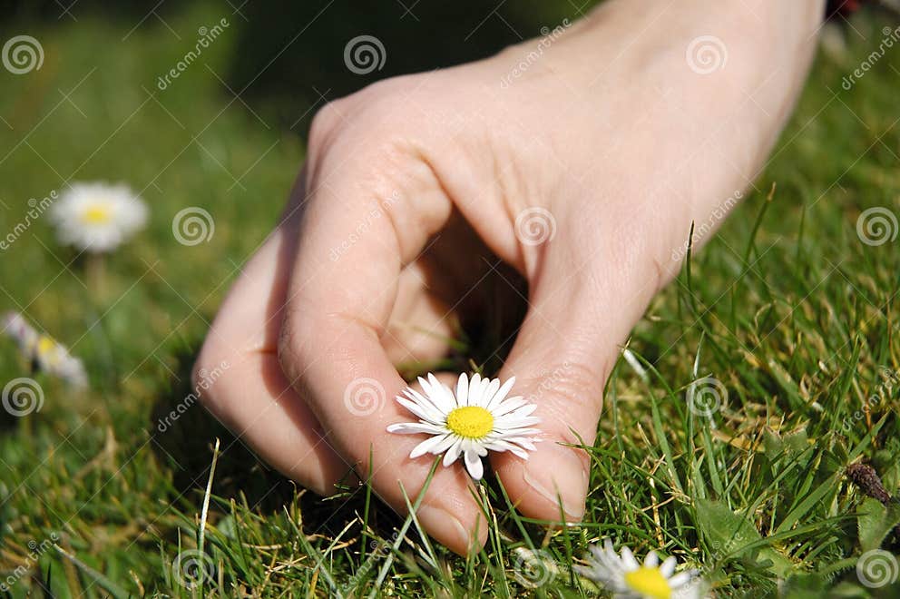 Daisy picking stock image. Image of meadow, life, background 5018853