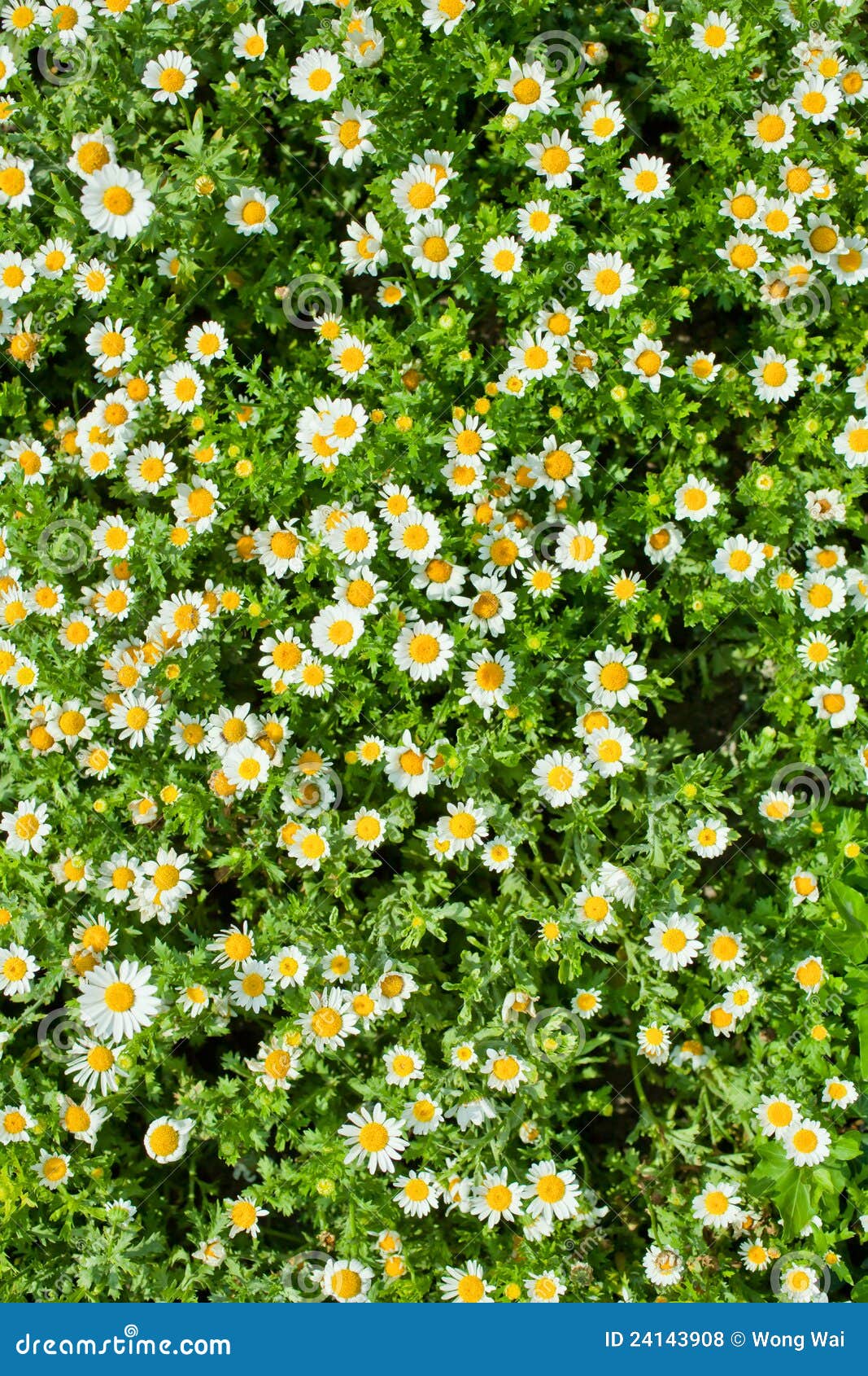 Daisy Planted on the Ground Stock Photo Image of daisy, sunny 24143908