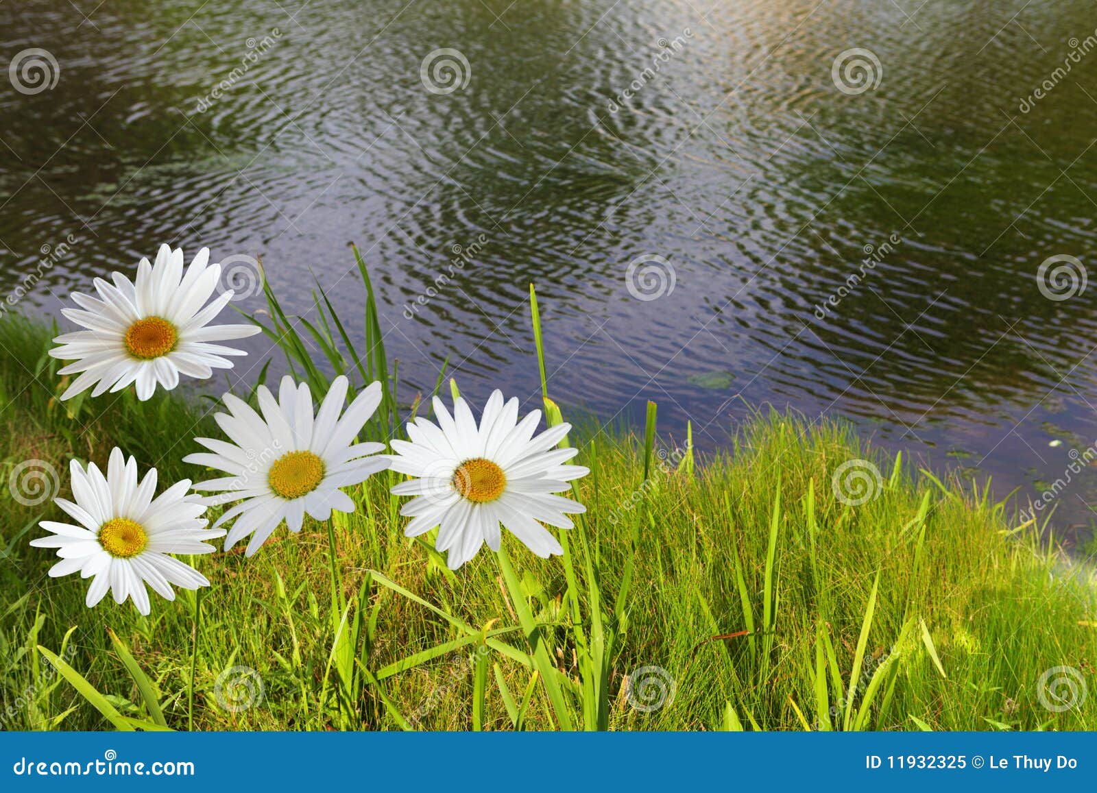 Daisy and Pond stock image. Image of lawn, flower, green 11932325