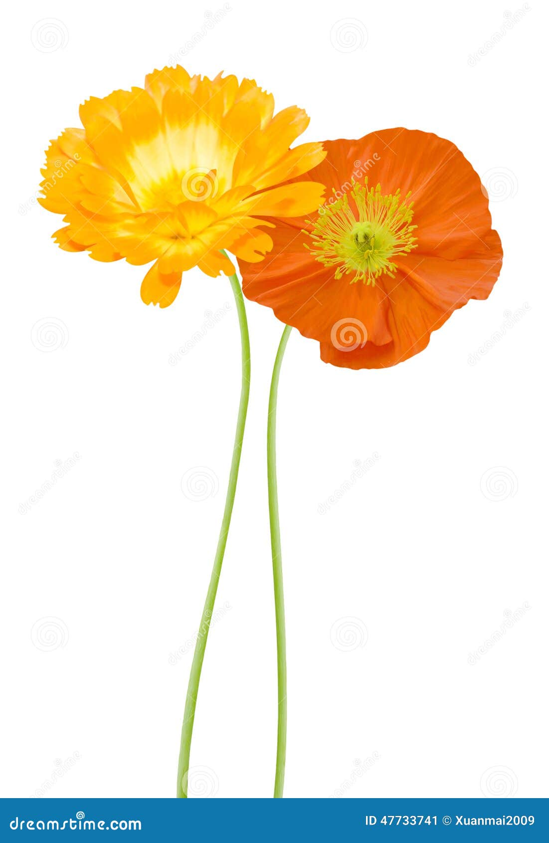 Daisy and poppy flowers stock image. Image of elegant - 47733741