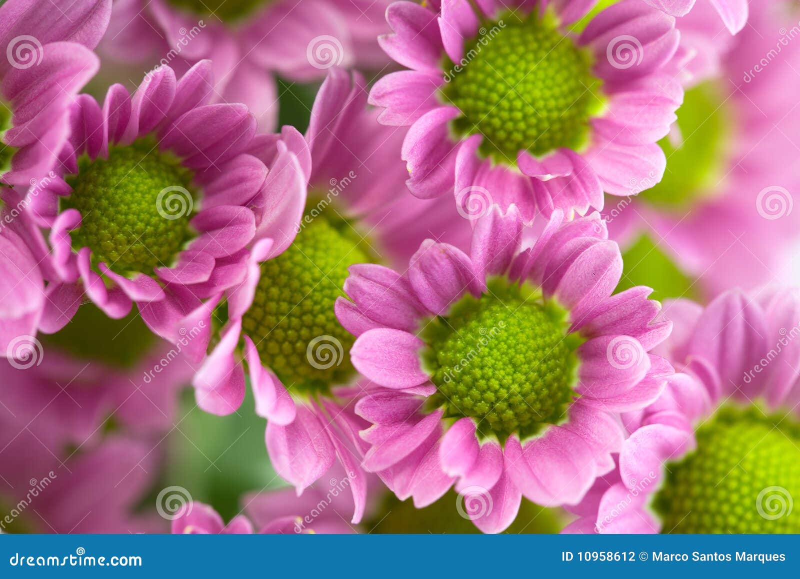 Daisy rose detail stock photo. Image of lovely, detail - 10958612
