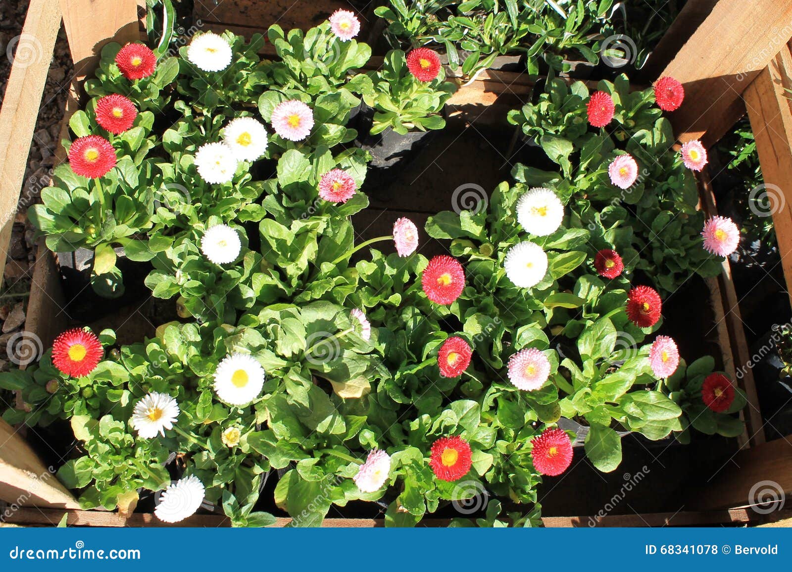 Daisy Seedlings in a Box for Stock Photo Image of flower, white 68341078