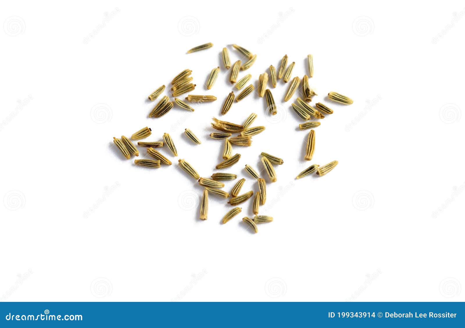 Daisy seeds isolated stock photo. Image of antioxidant 199343914