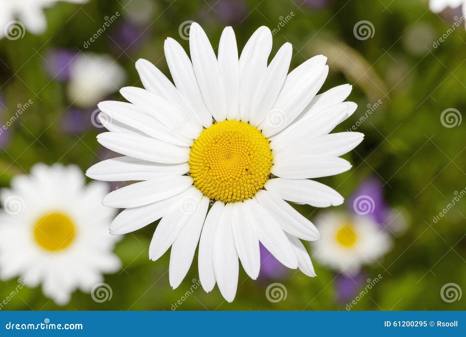 Daisy spring season stock image. Image of head, flower 61200295