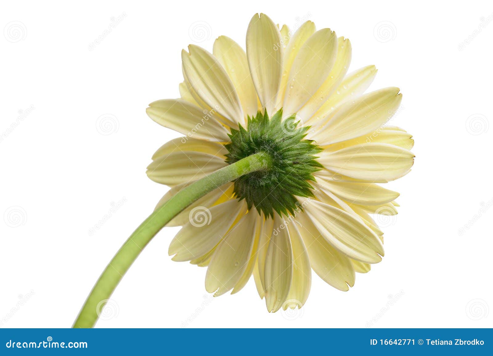 Daisy with stem stock image. Image of gerbera, macro 16642771