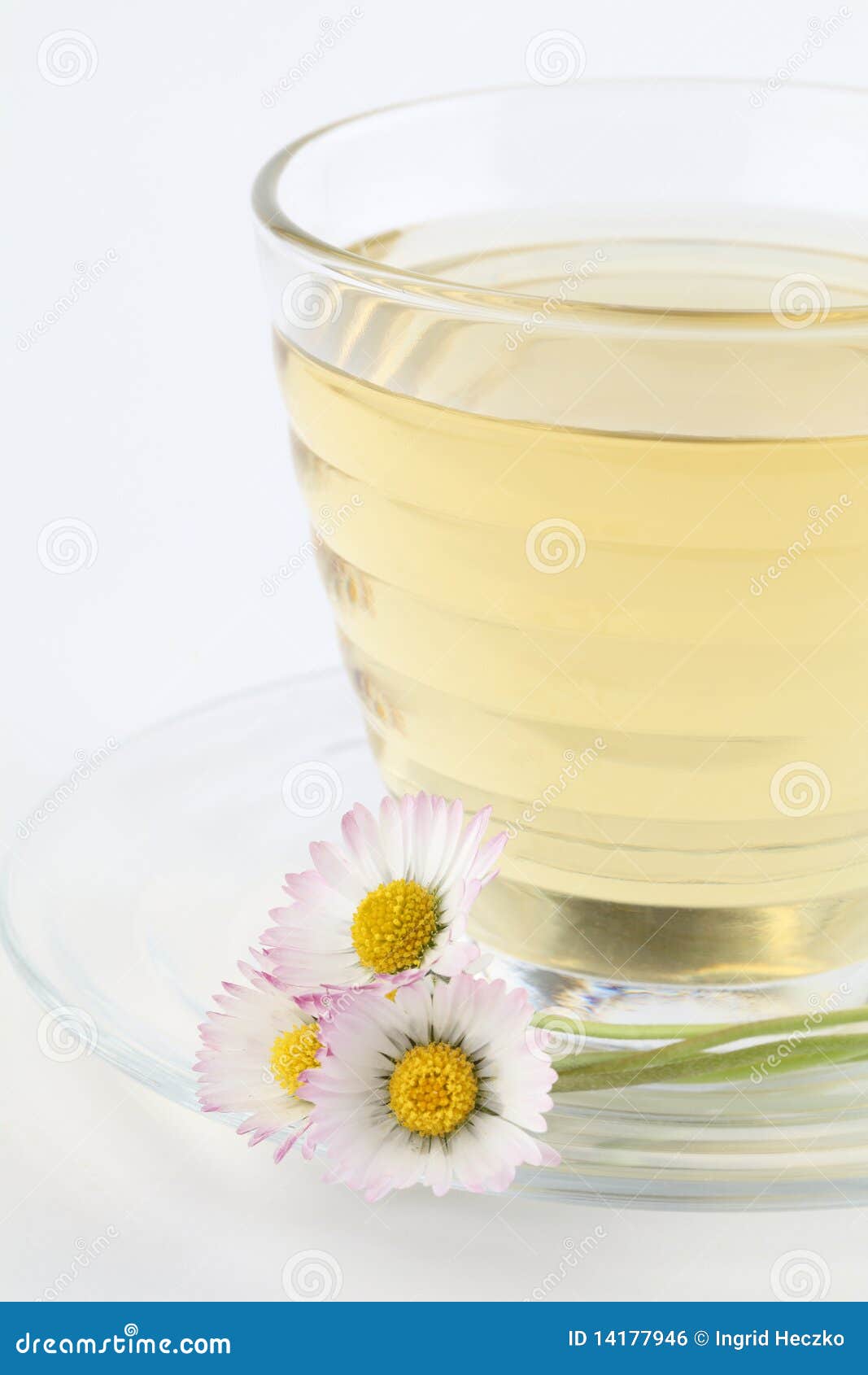 Daisy tea stock photo. Image of herb, dieting, drink 14177946