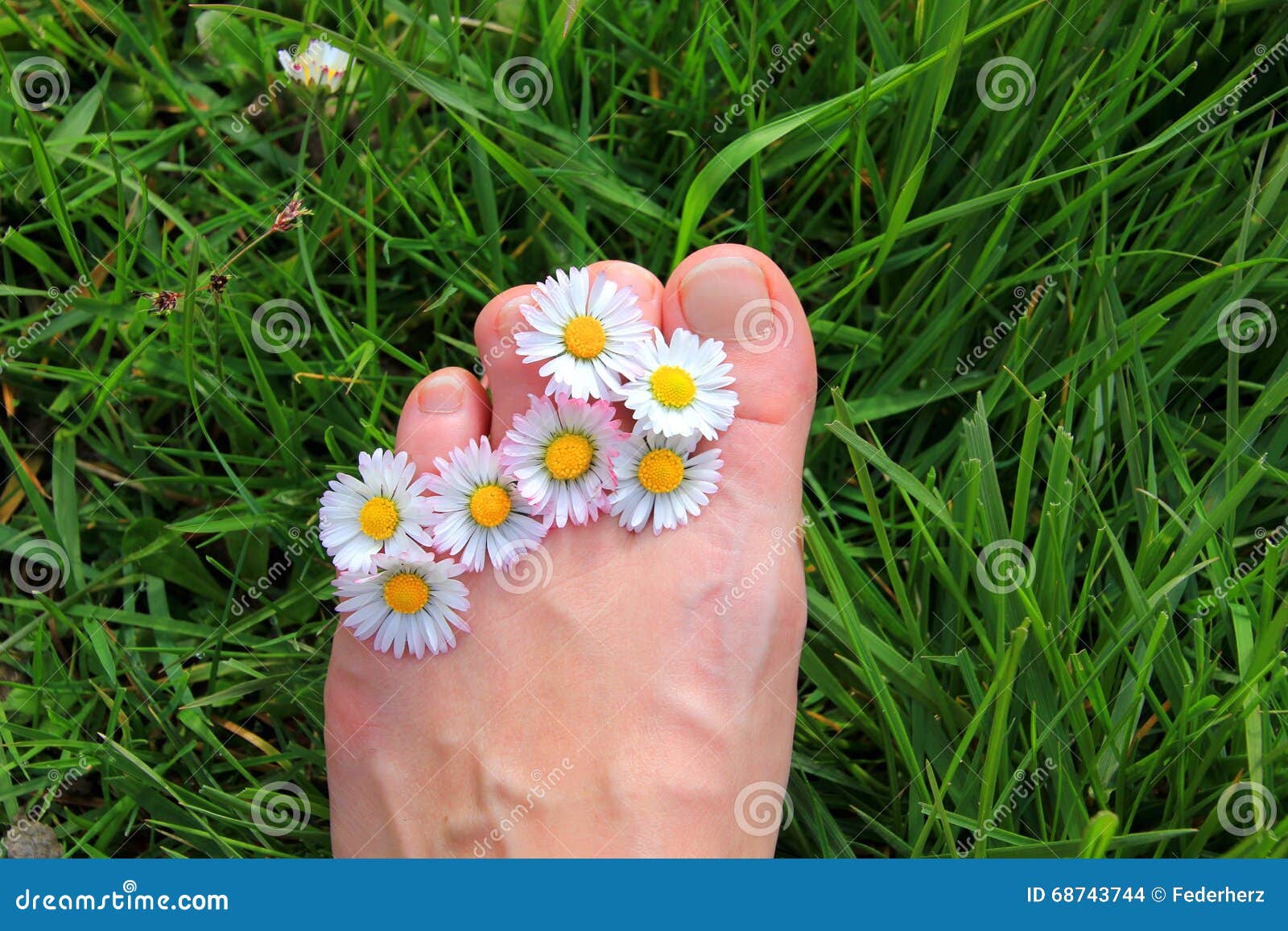 Daisy Toes stock photo. Image of lying, meadow, spring 68743744