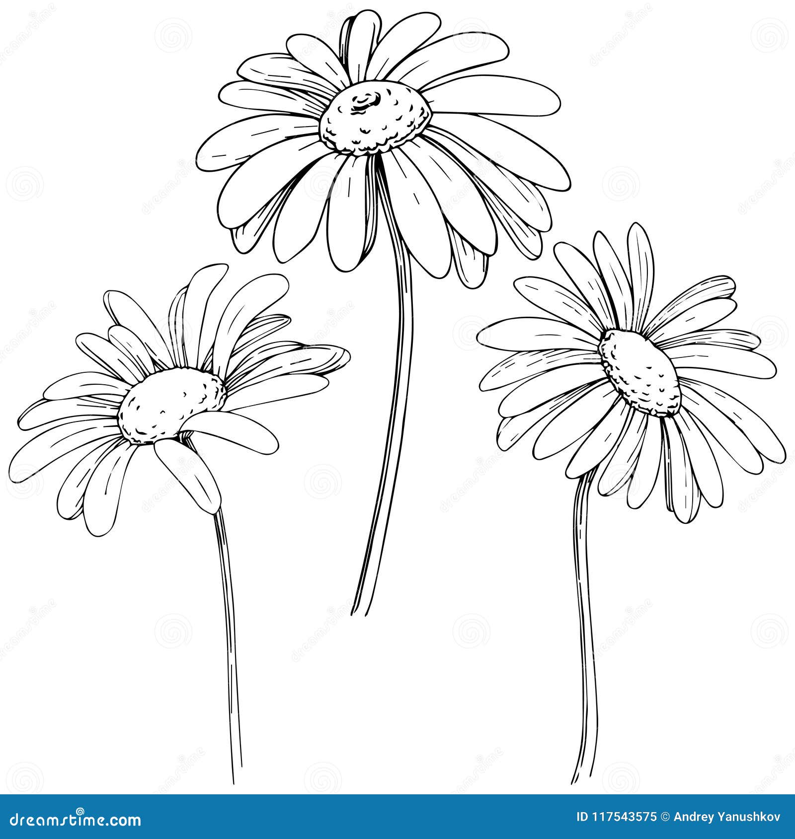 Daisy in a Vector Style Isolated. Stock Vector - Illustration of tattoo ...
