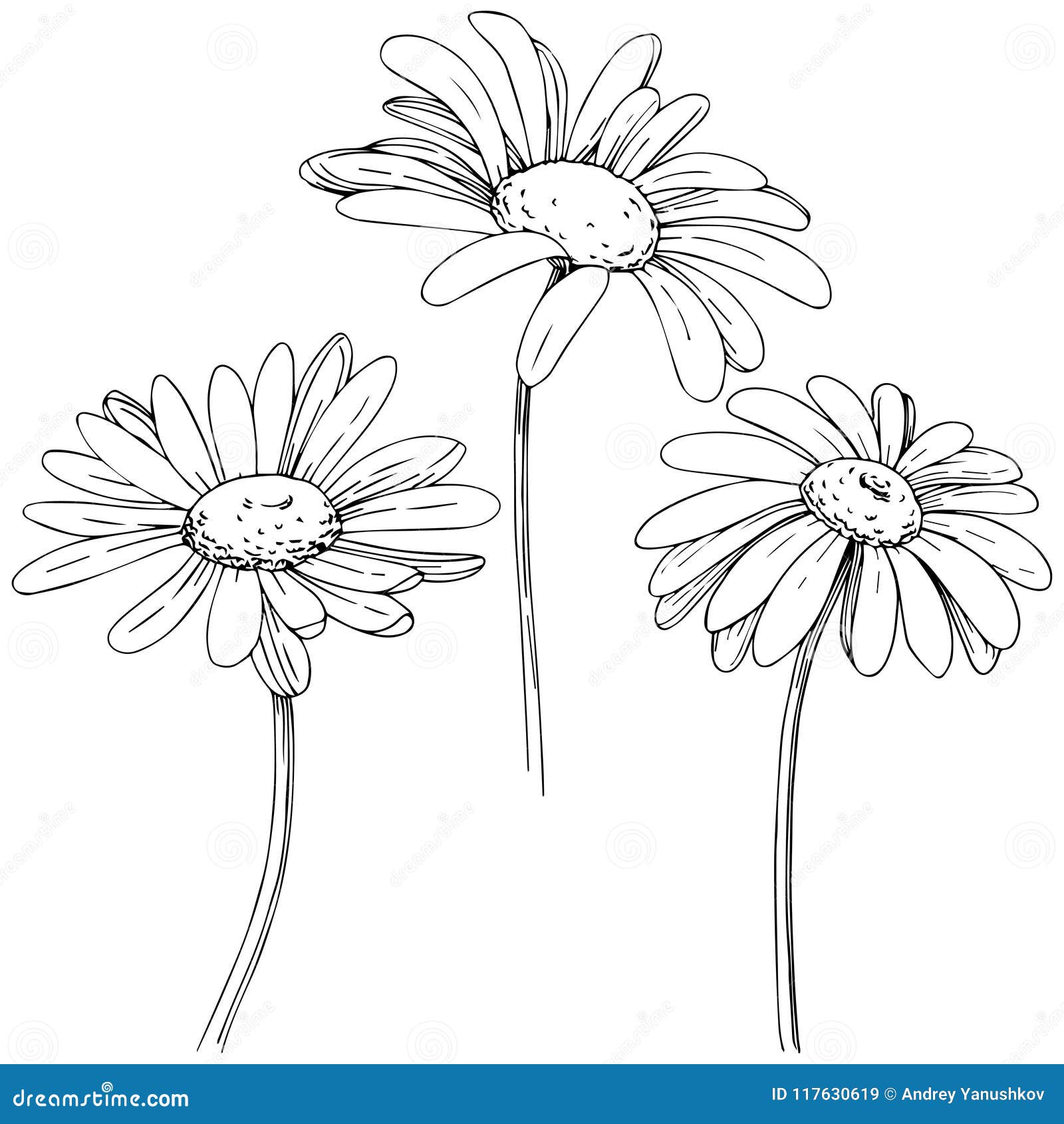 Daisy in a Vector Style Isolated. Stock Vector - Illustration of ...