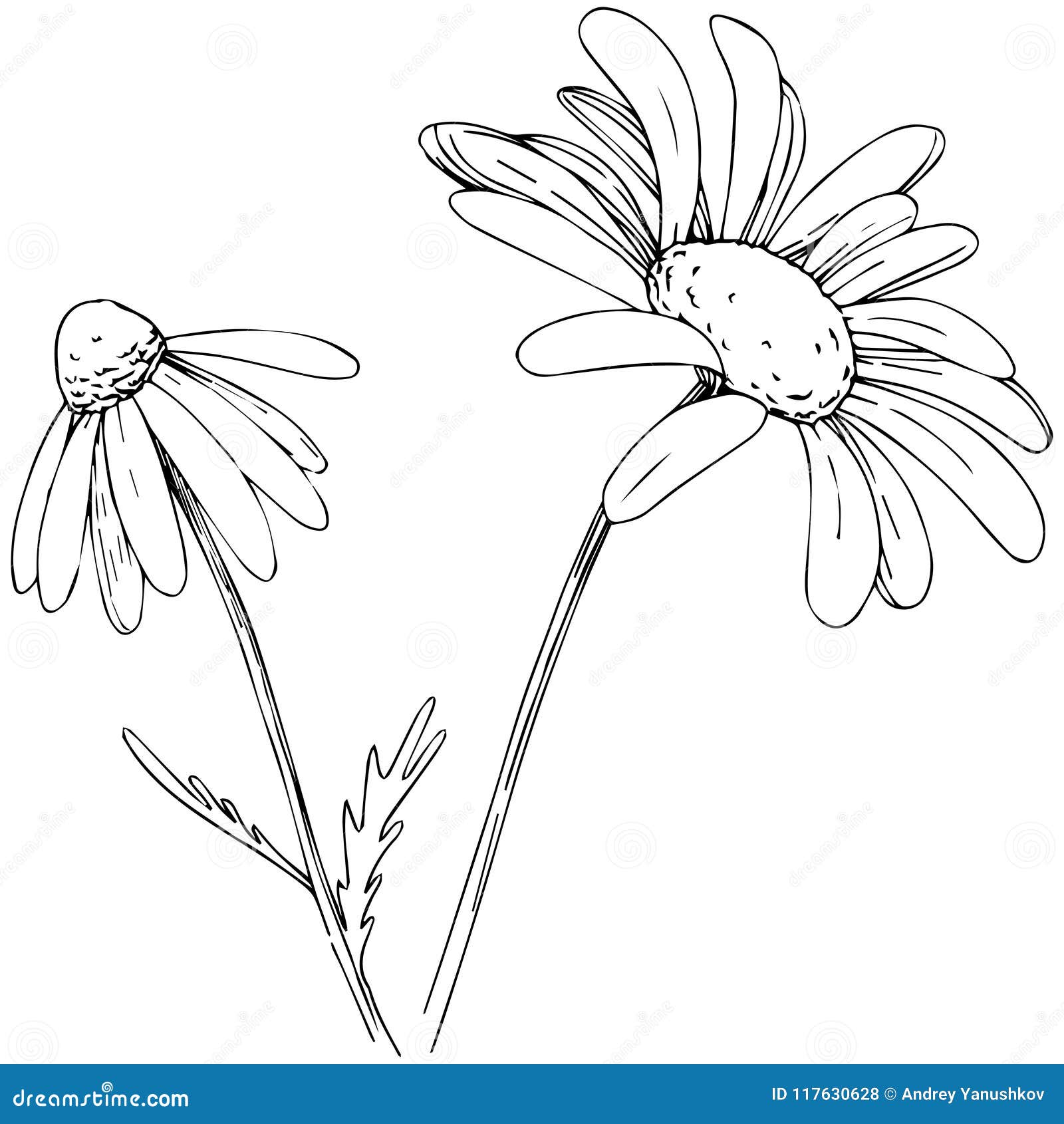 a beautiful outline illustration of daisy with stem flower hand drawn  illustration collection for floral design an element decoration for  wedding invitation greeting card tattoo etc 4735709 Vector Art at  Vecteezy