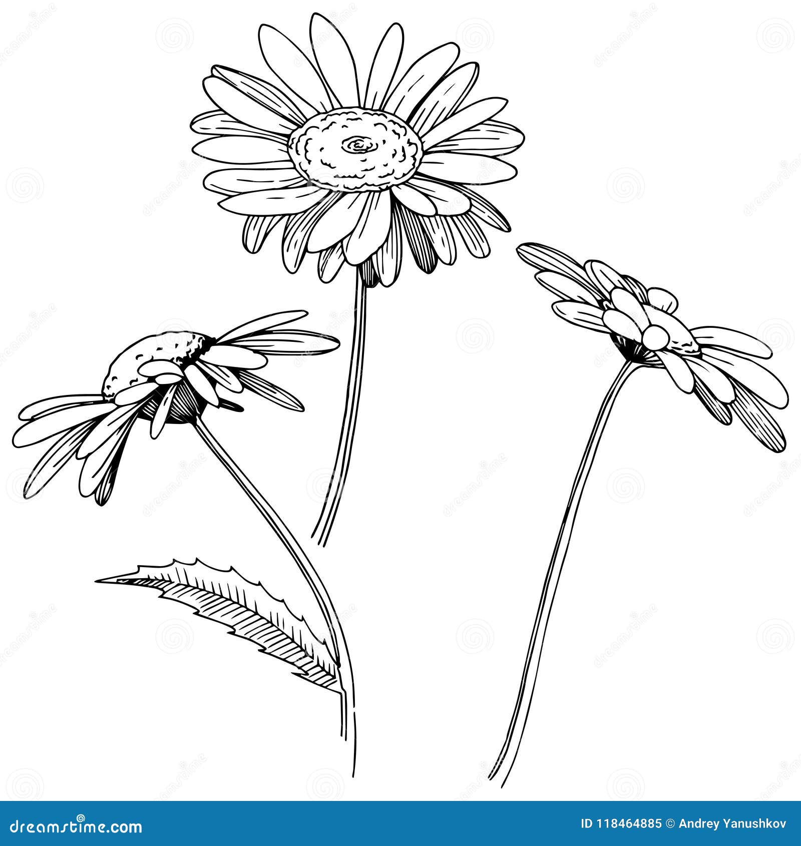 Daisy in a Vector Style Isolated. Stock Vector - Illustration of drawn ...