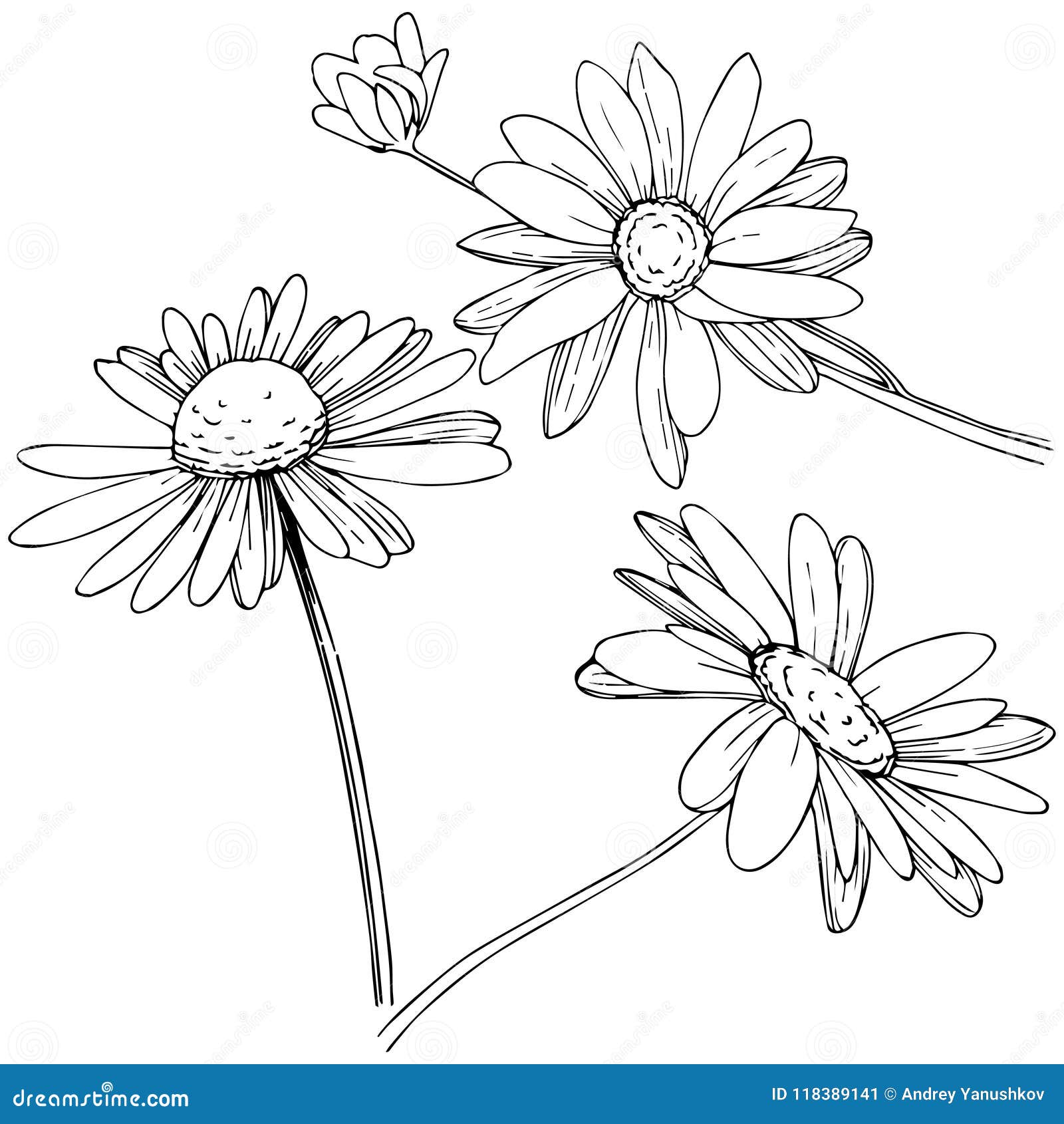 Daisy in a Vector Style Isolated. Stock Vector - Illustration of sumie ...