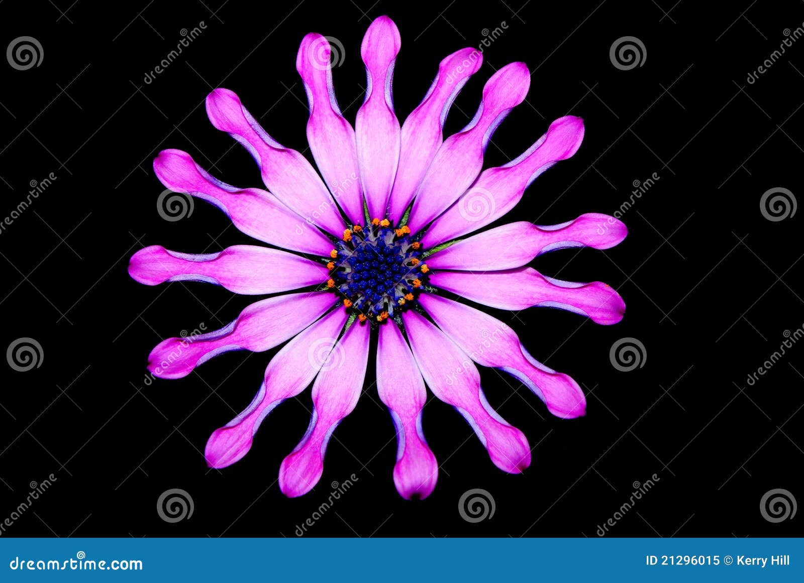Daisy wheel stock image. Image of circle, colourful, pretty 21296015