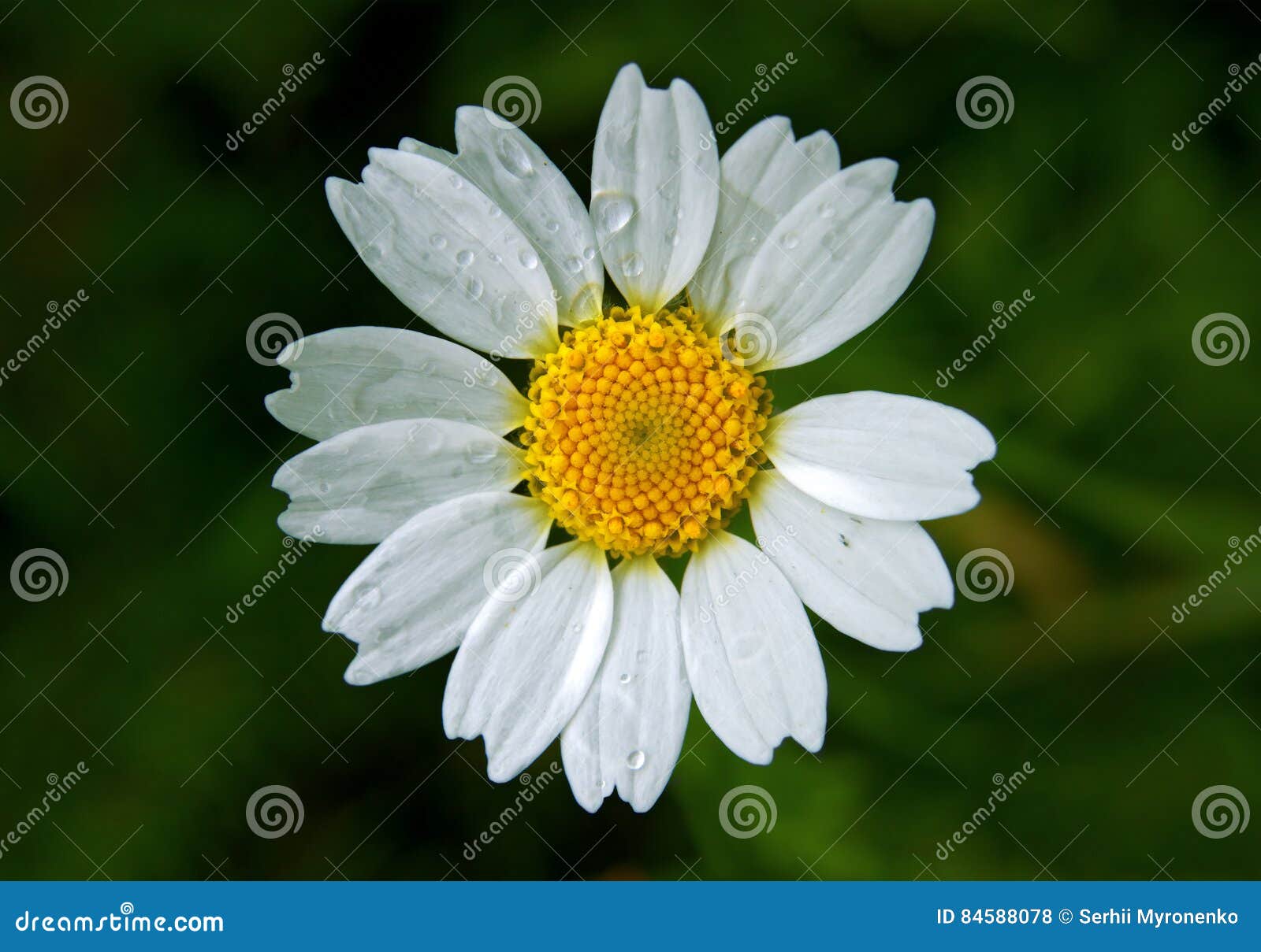 Daisy Wheel with Water Drops on it Stock Photo Image of detail, daisy
