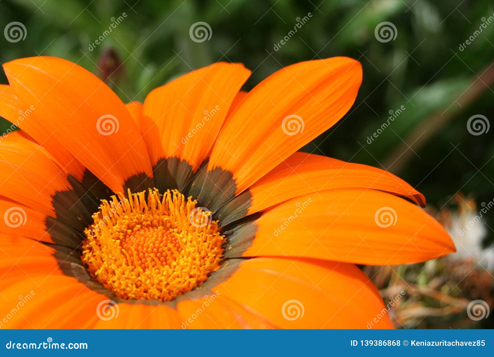 A daisy of yellow petals stock photo. Image of present 139386868