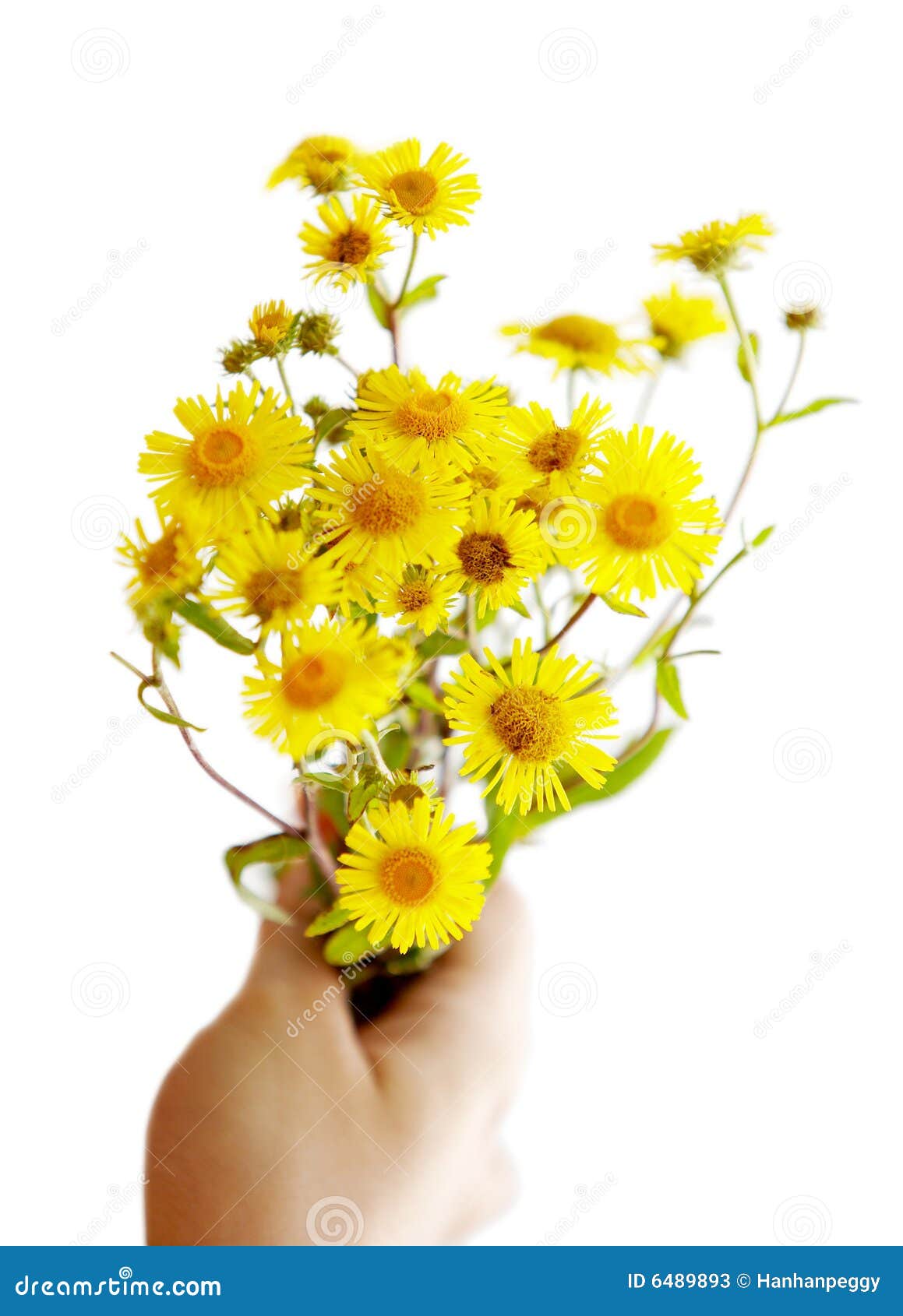 Daisy for you stock image. Image of flowers, daisy, hand - 6489893