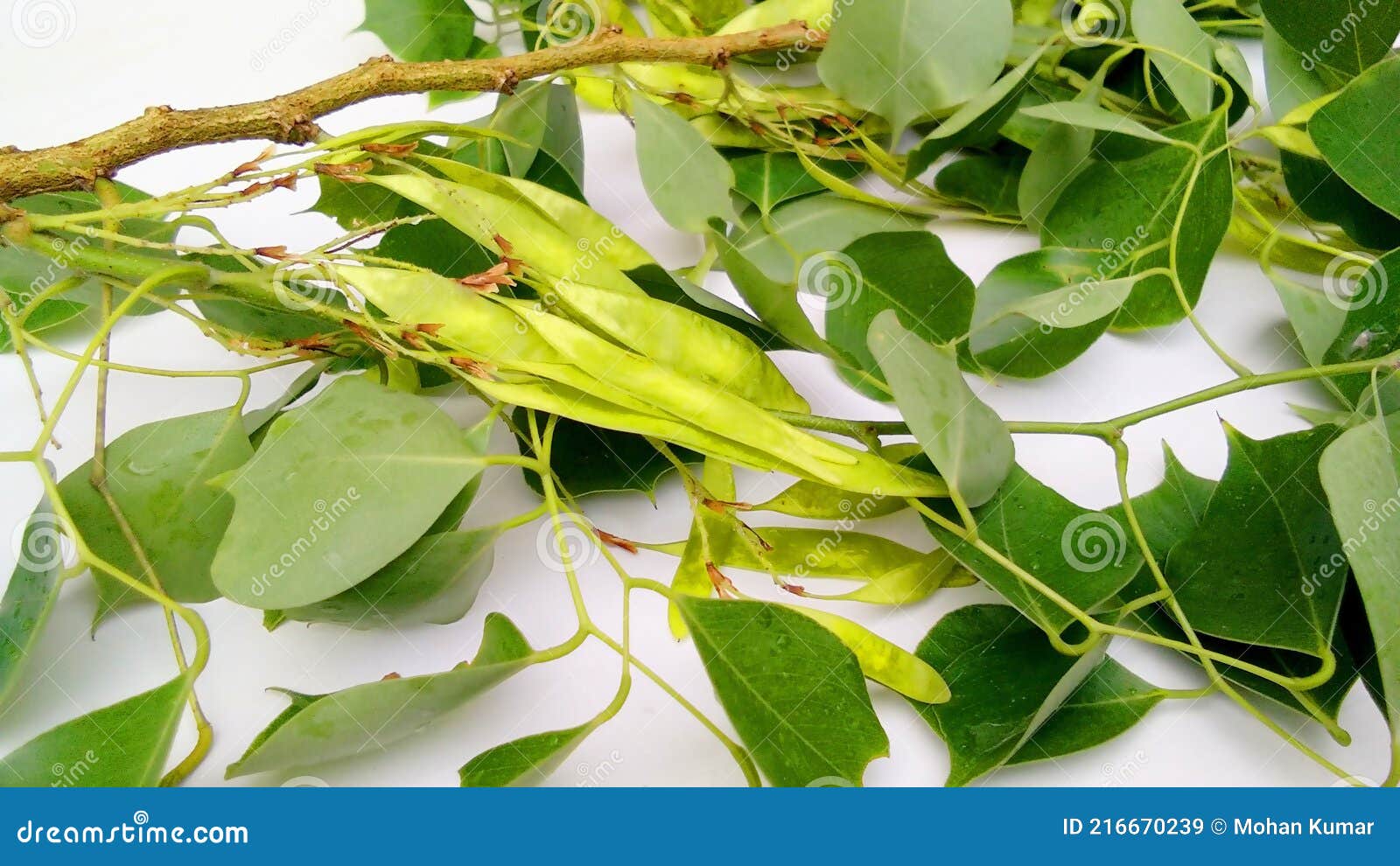 Dalbergia Or Rosewood Plant With Seed Stock Image Image Of Forest