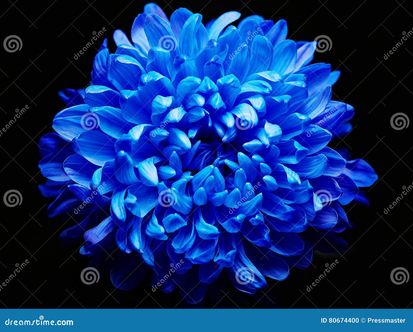 Dalia azul foto de archivo. Imagen de flor, travieso - 80674400