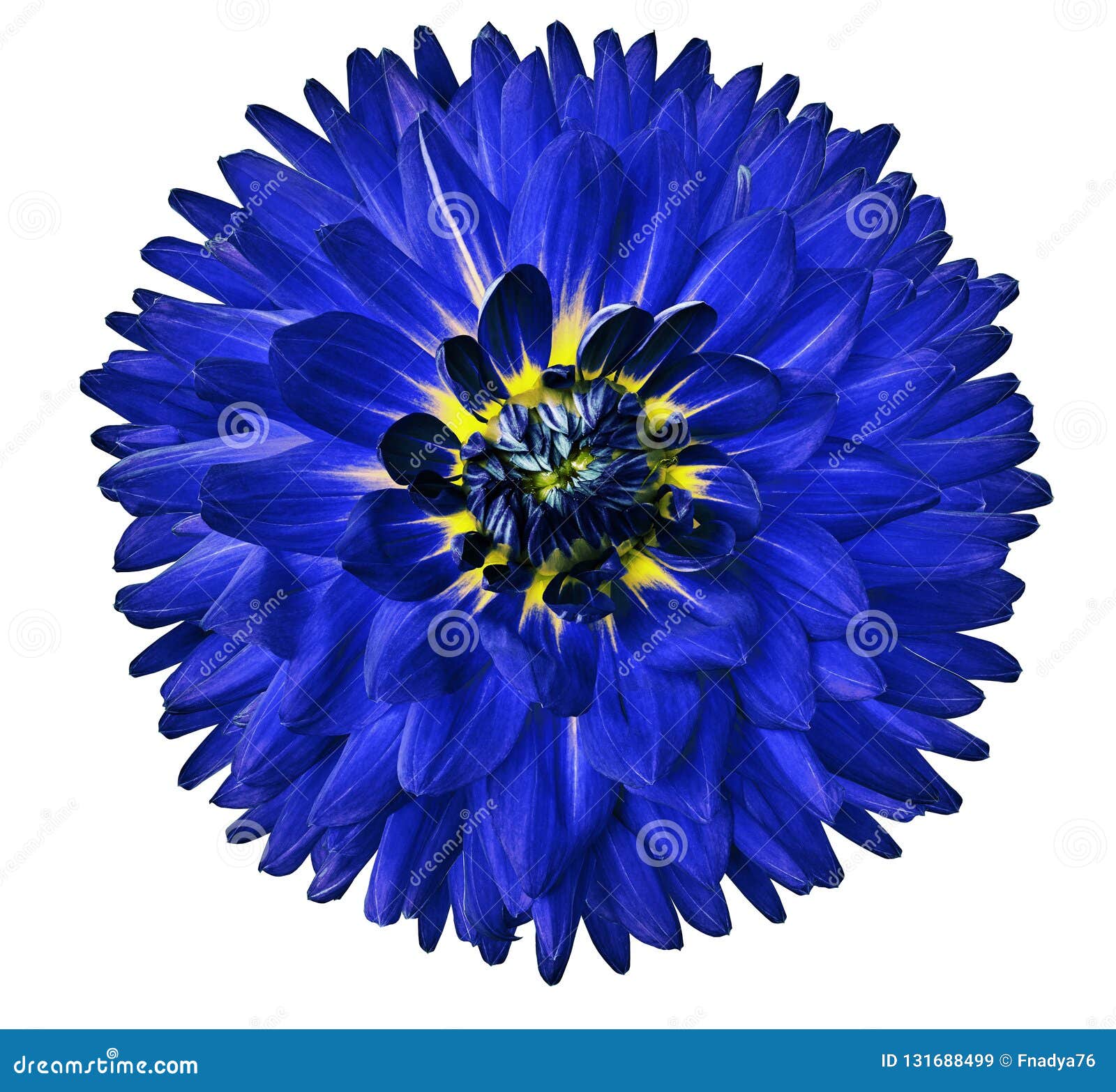 Dalia Azul De La Flor Flor Aislada En El Fondo Blanco Para El Diseño Primer  Naturaleza Imagen de archivo - Imagen de foco, ramo: 131688499