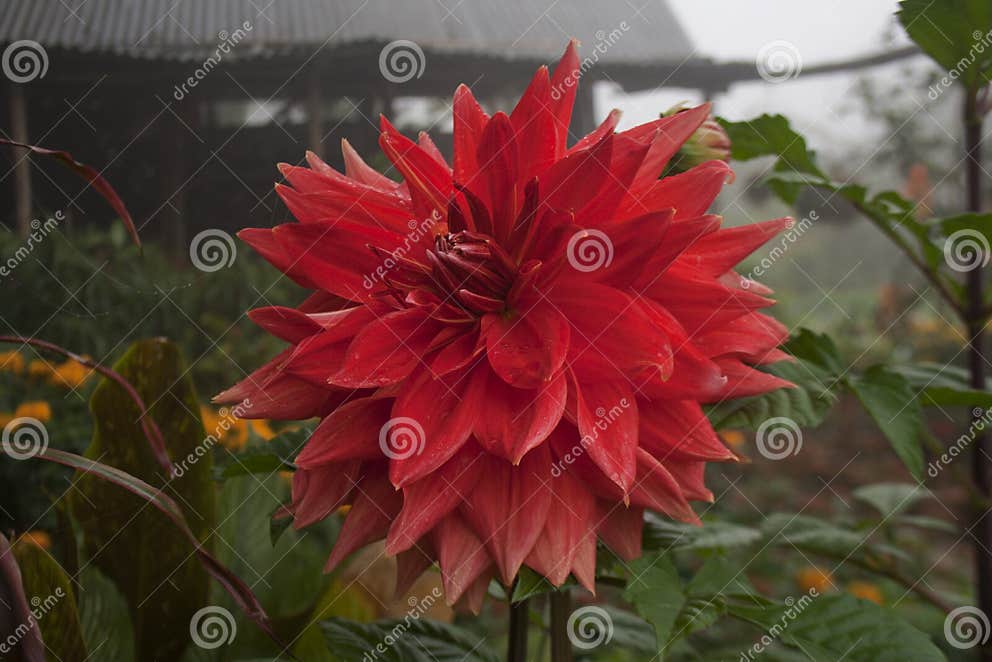 DaliaBlume stockfoto. Bild von asien, landschaft, boden 148745418