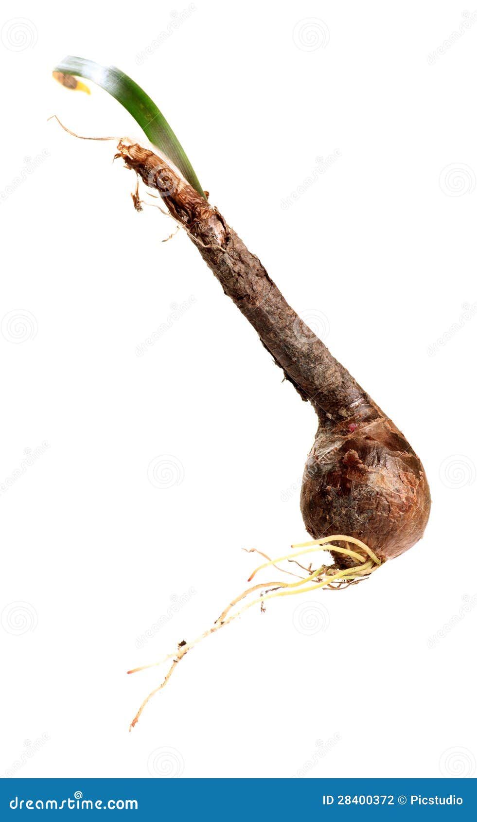 Dalia flower bulb root stock photo. Image of leaf, white 28400372