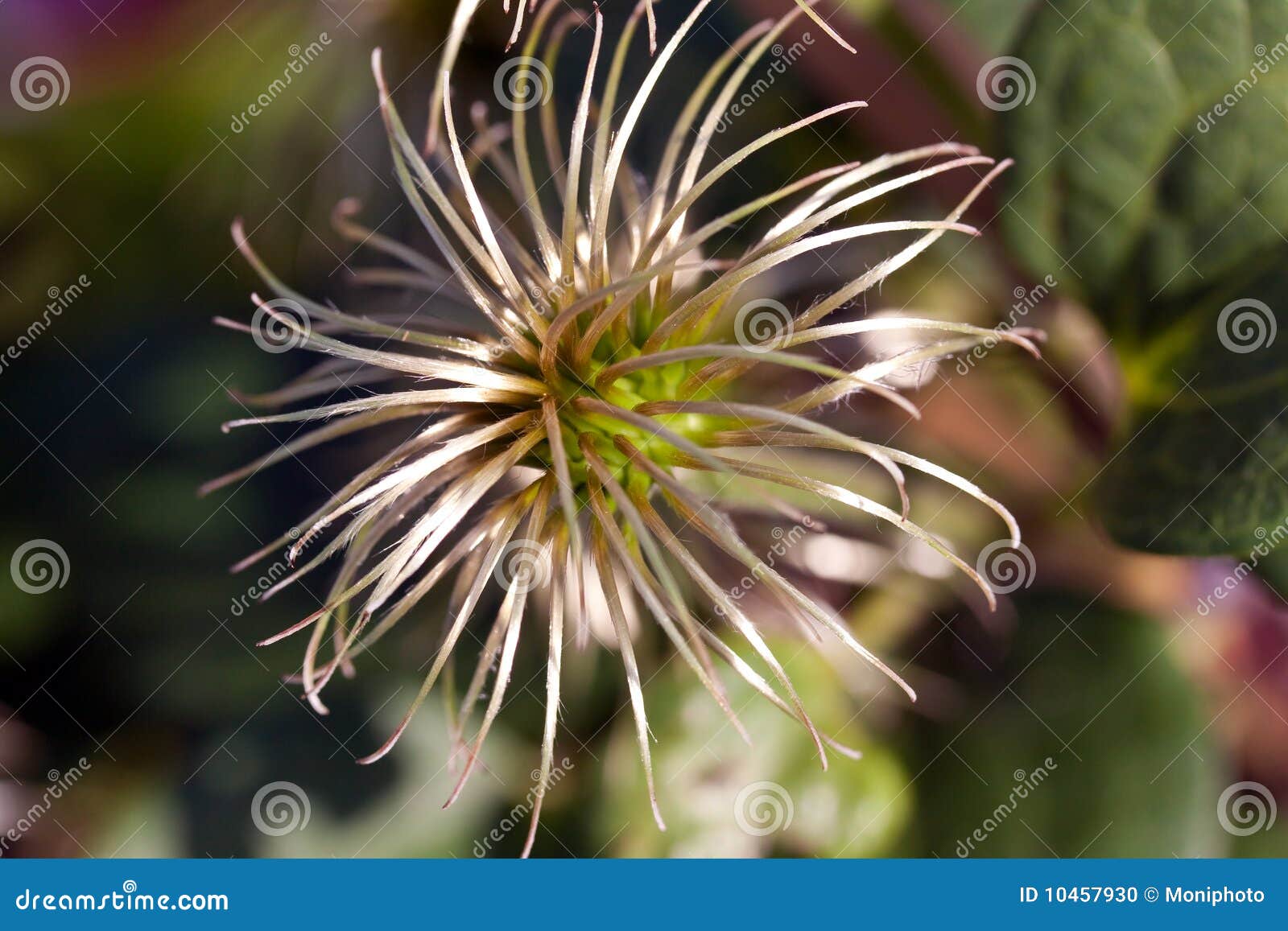 dalia flower on the garden