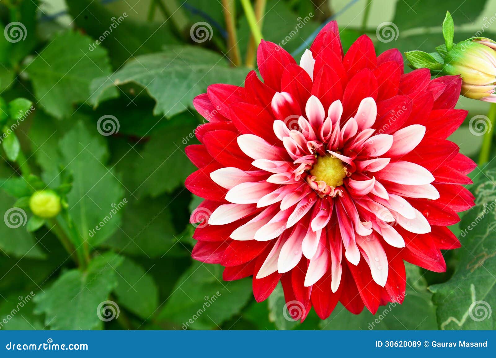 dalia flower