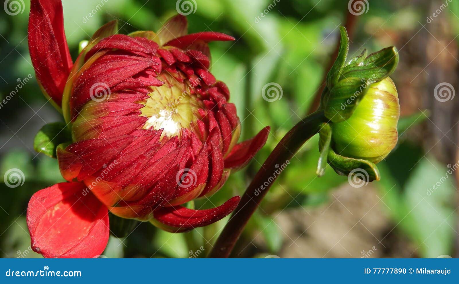 Dalia Gigante Roja En Jardín Foto de archivo - Imagen de primer, escarlata:  77777890