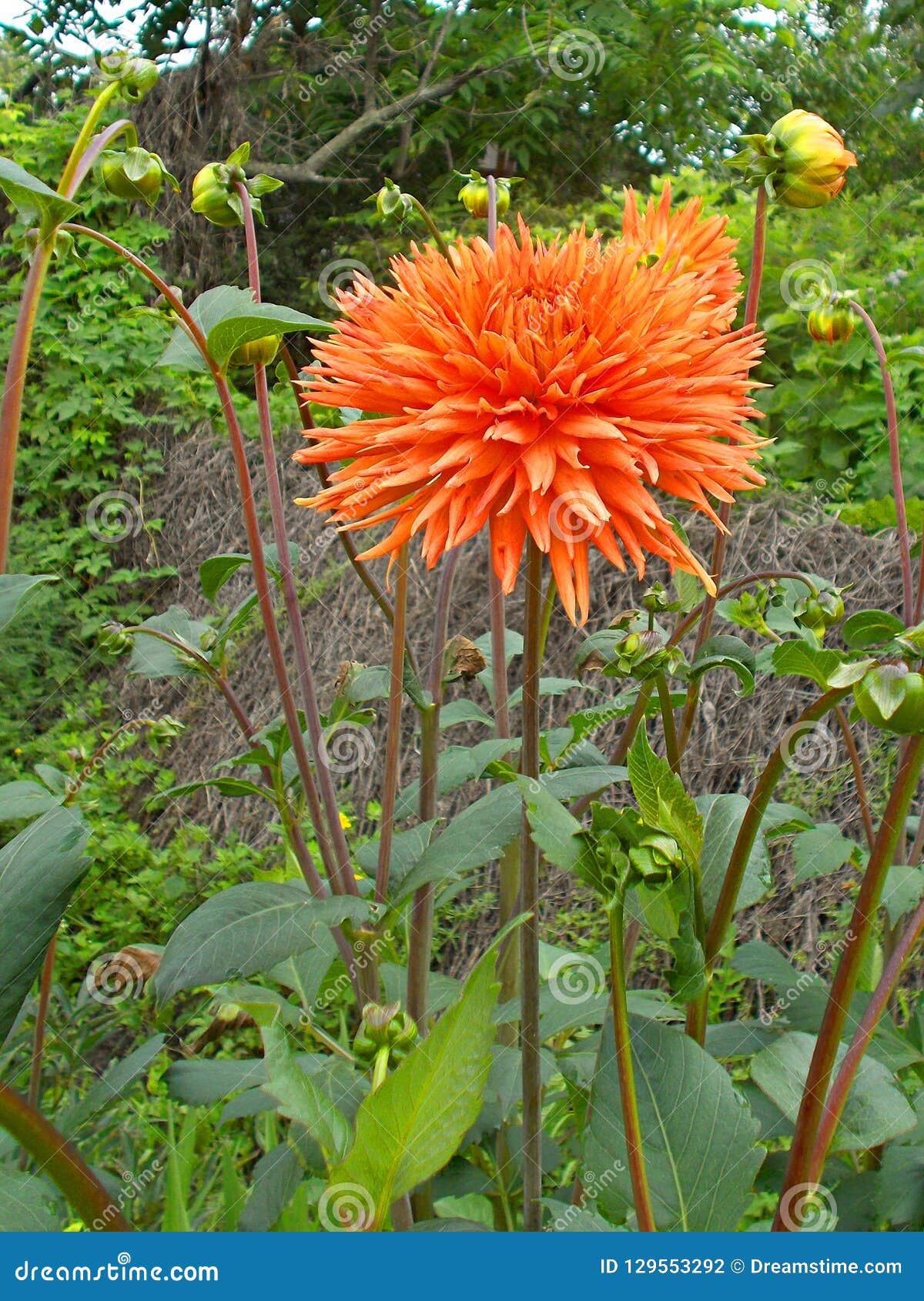 Dalia grande en el jardín foto de archivo. Imagen de fondo - 129553292