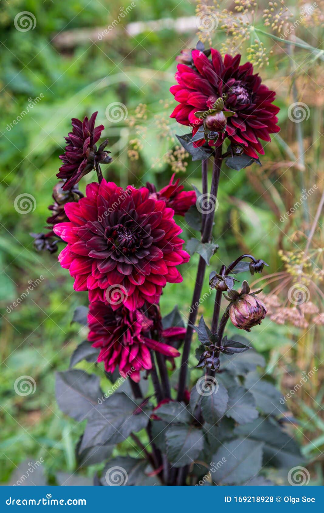 Dalia Negra Roja En El Jardín Foto de archivo - Imagen de fondo, detalles:  169218928