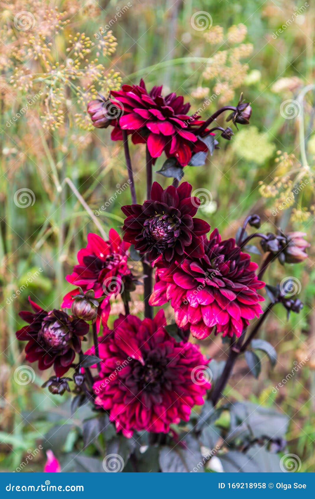 Dalia Negra Roja En El Jardín Foto de archivo - Imagen de delicado,  decorativo: 169218958