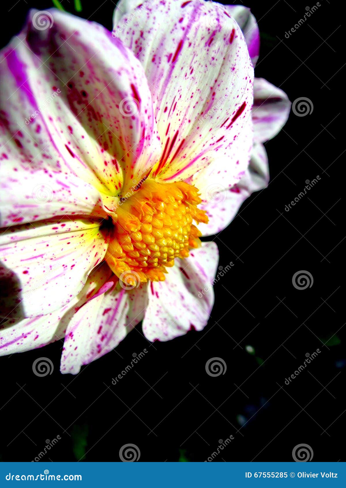 Dalia púrpura y blanca, en un jardín botánico