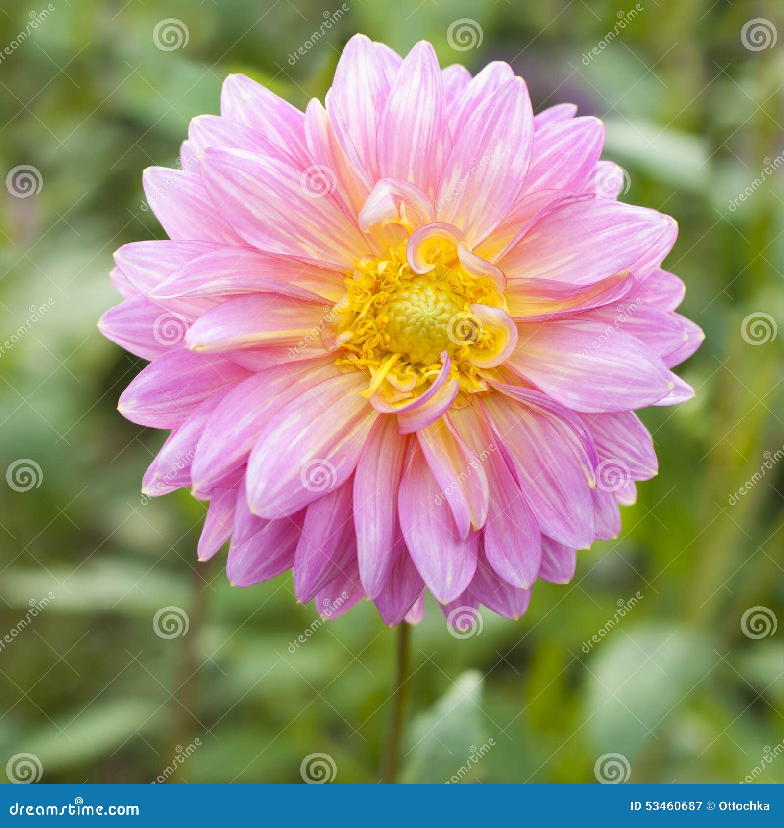 Dalia rosada de la flor imagen de archivo. Imagen de dalia - 53460687