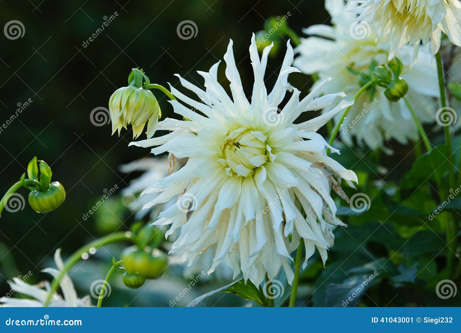 Dalias blancas imagen de archivo. Imagen de brotes, lecho - 41043001