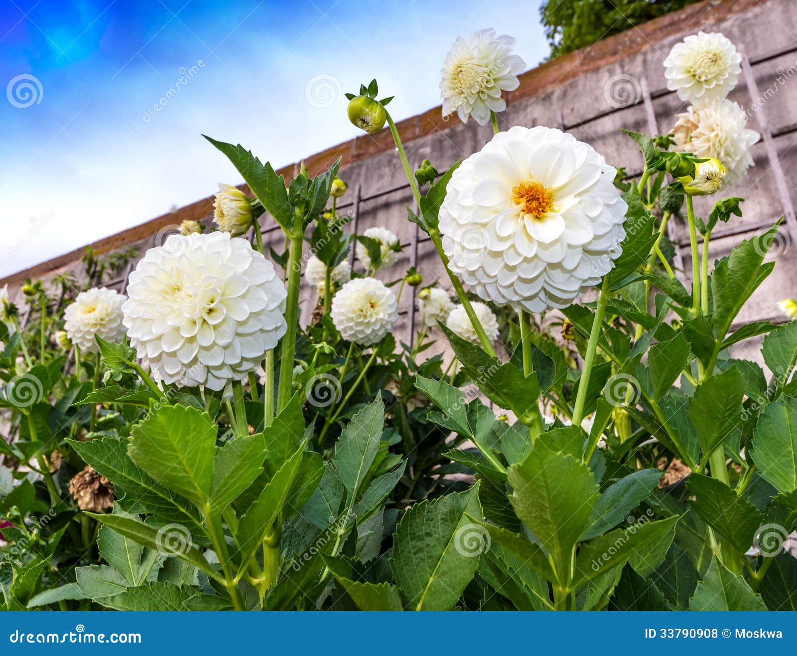Dalias Blancas Del Pompón En Un Jardín Foto de archivo - Imagen de