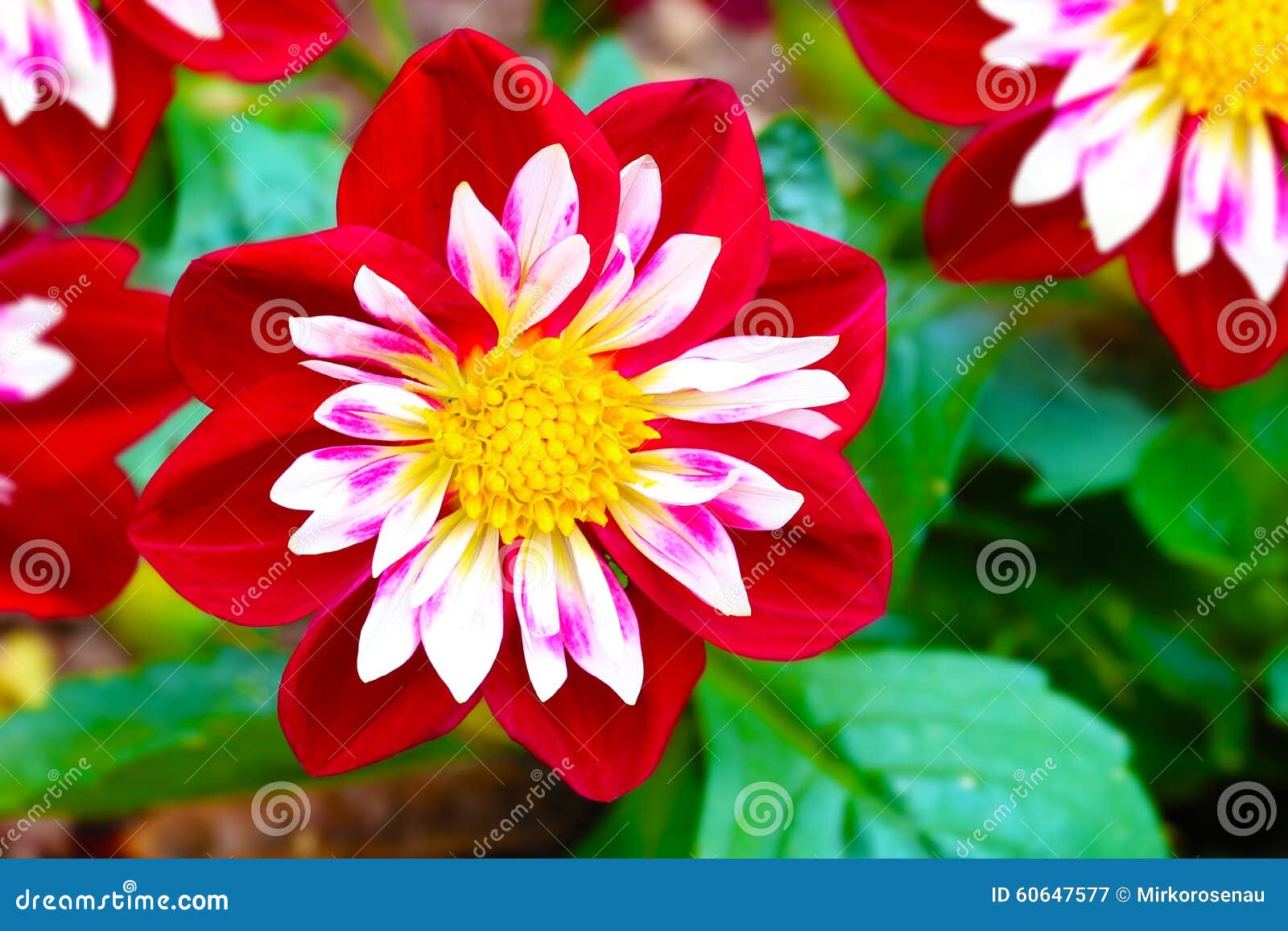 Dalias De Dahlia Night Butterfly Collarette Princess De La Flor Imagen