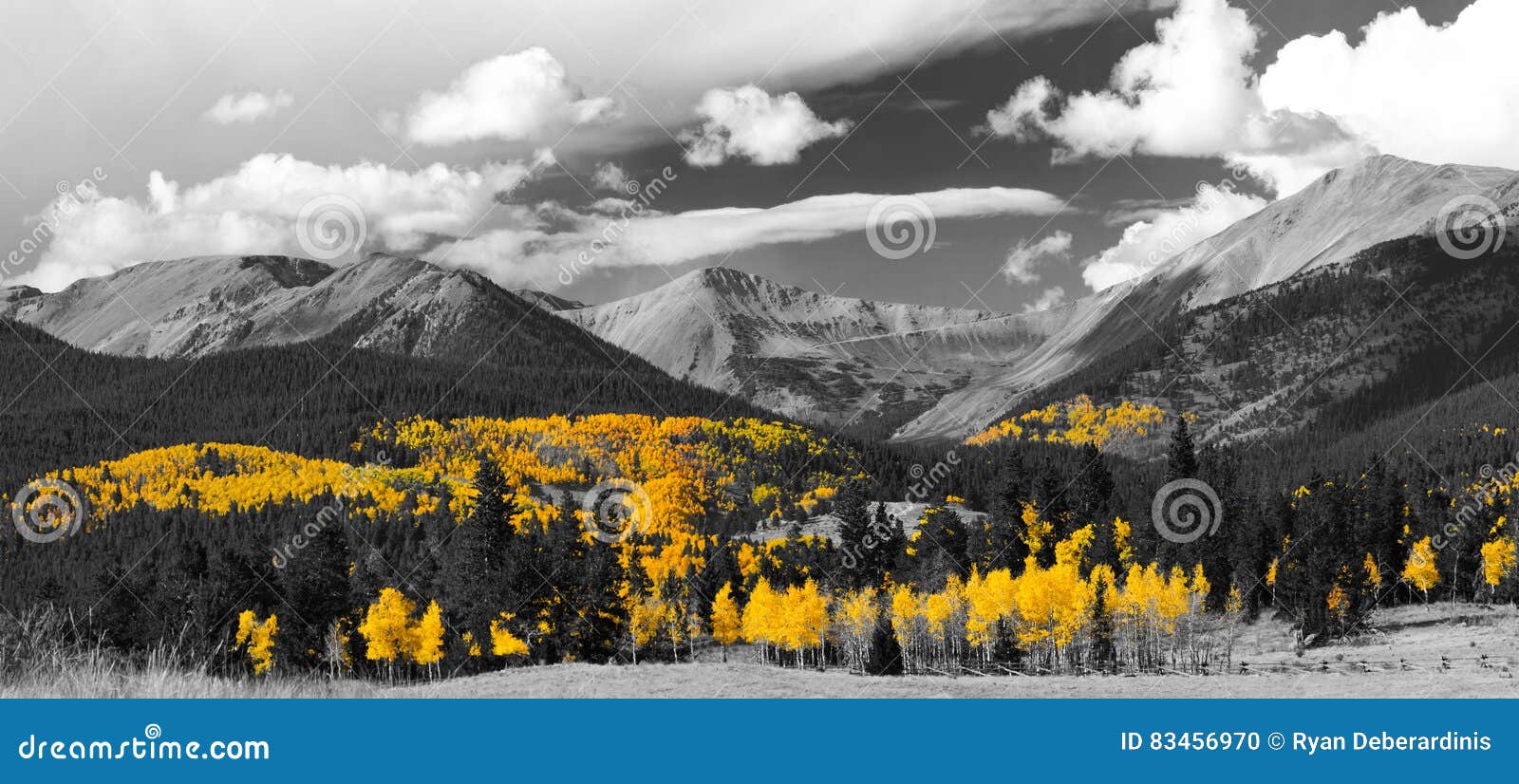 Daling Aspen Forest van Zwart-witte Panoramische Berg Landscap. De gouden boombladeren van een bos van de dalingsesp stelden tegen een zwart-witte panoramische landschapsscène tegenover elkaar in Colorado Rocky Mountains