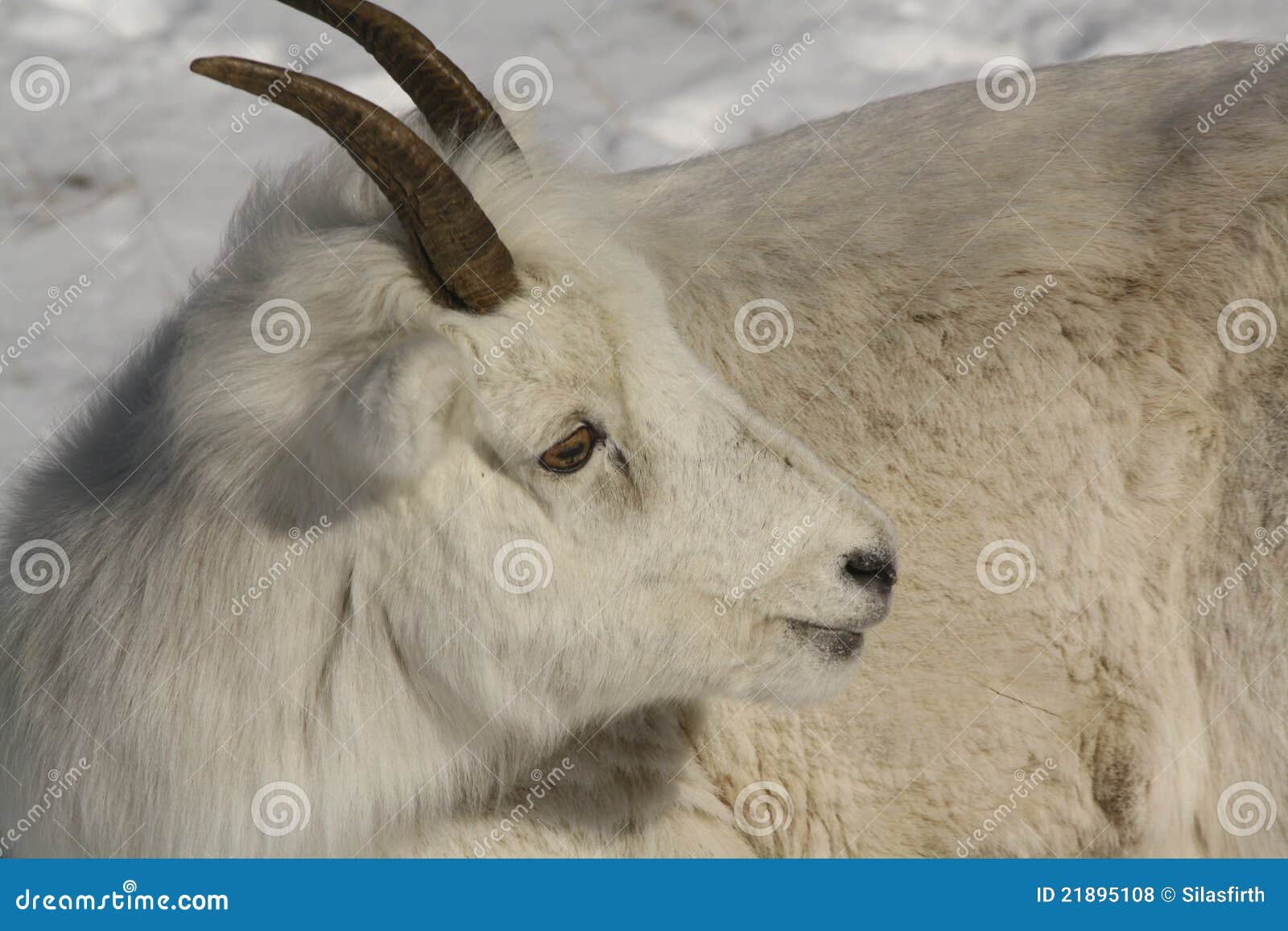 Dall Schaf-Mutterschaf. Dall Schafmutterschaf pausiert, nachdem es im Schnee nach Gras in Alaska gesucht hat
