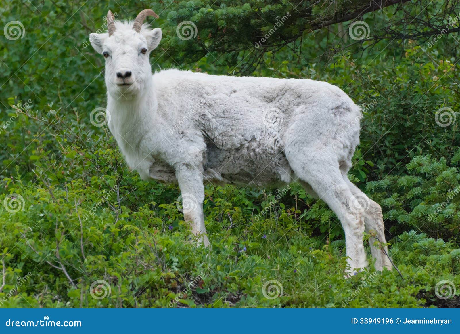 dall sheep