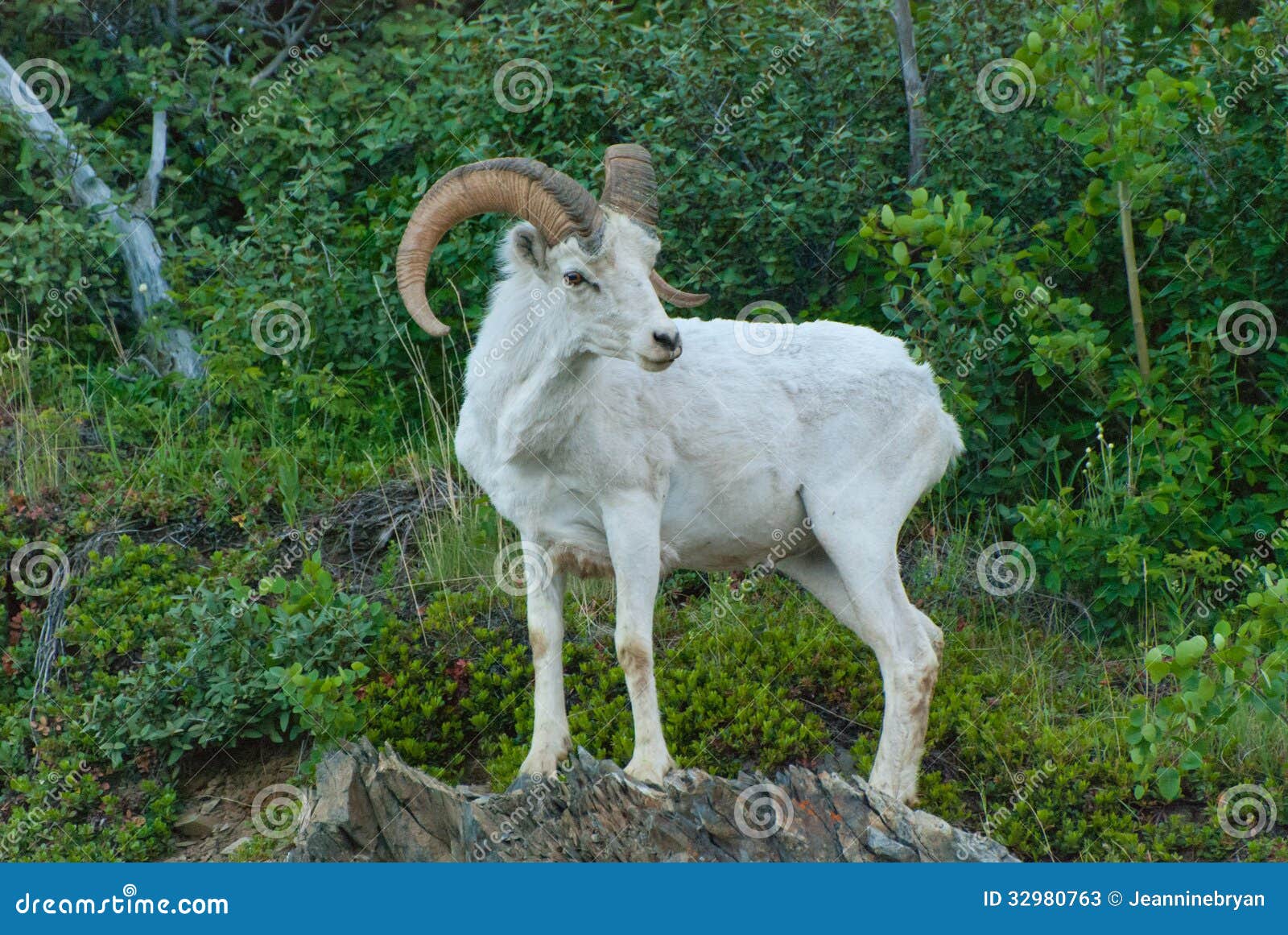 Dall Sheep Ram stock image. Image of denali, male, dall 32980763
