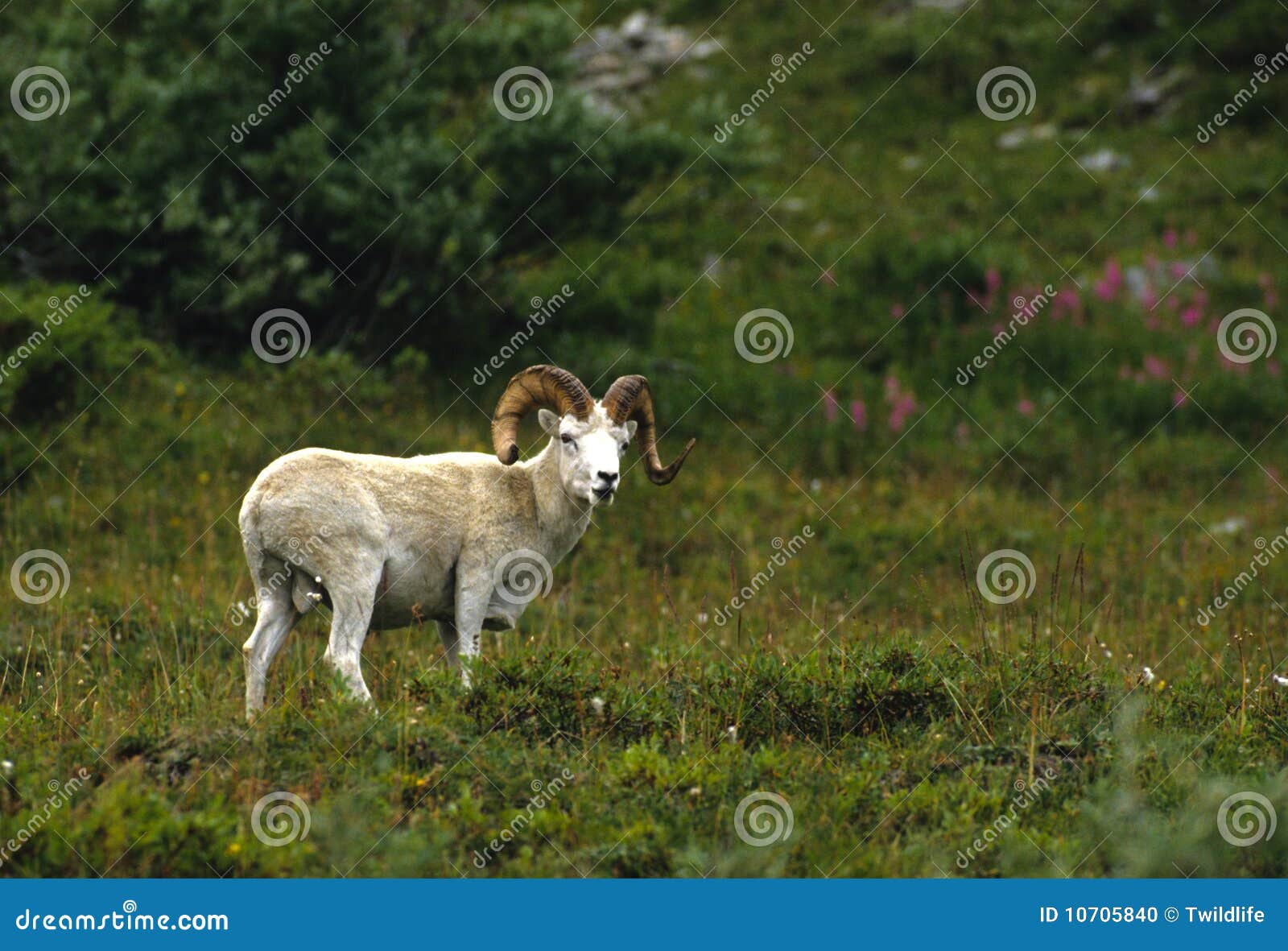 Dall Sheep Ram in Meadow stock photo. Image of white 10705840