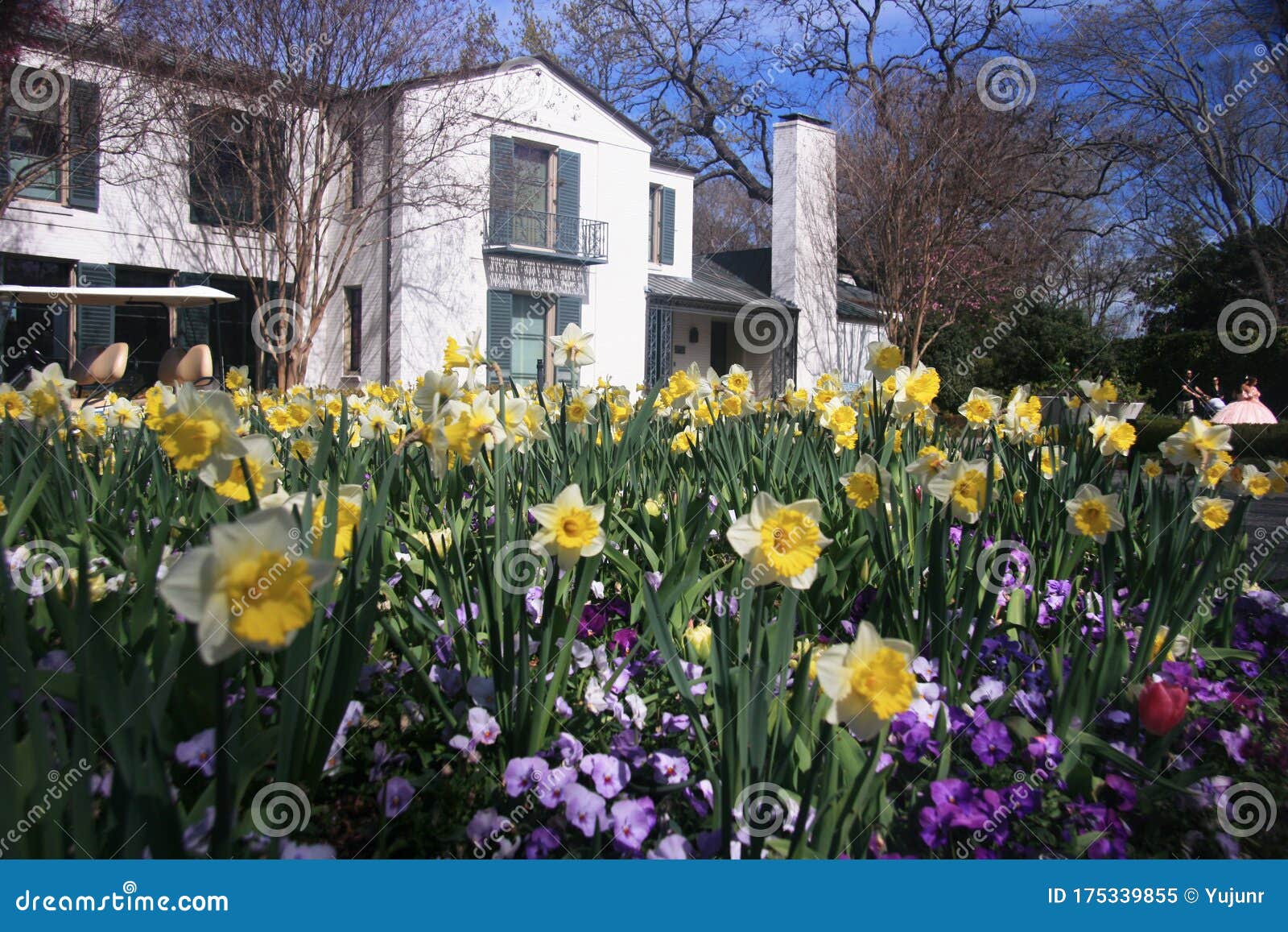 Daffodil Pansies And White Color House Stock Image Image Of