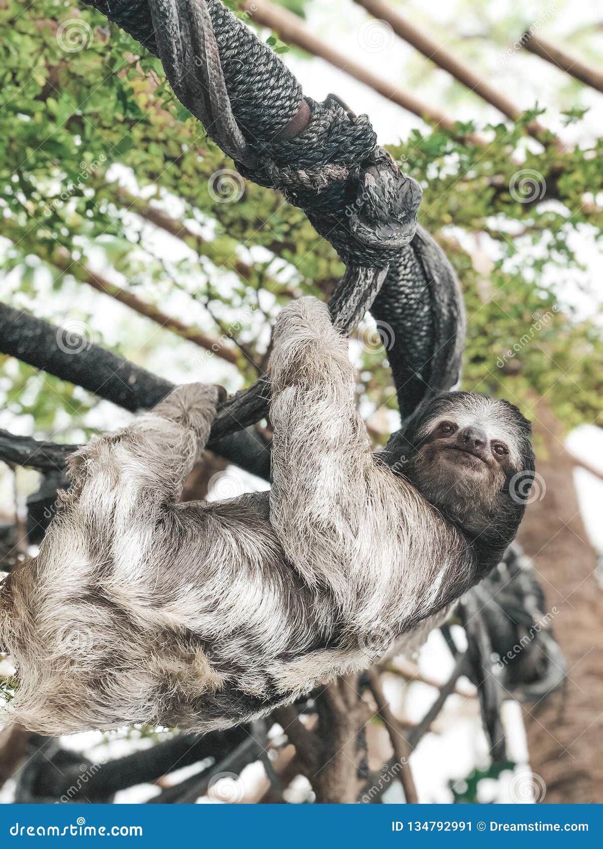 Dallas World Aquarium , Sloth Stock Image Image of tower, beautiful