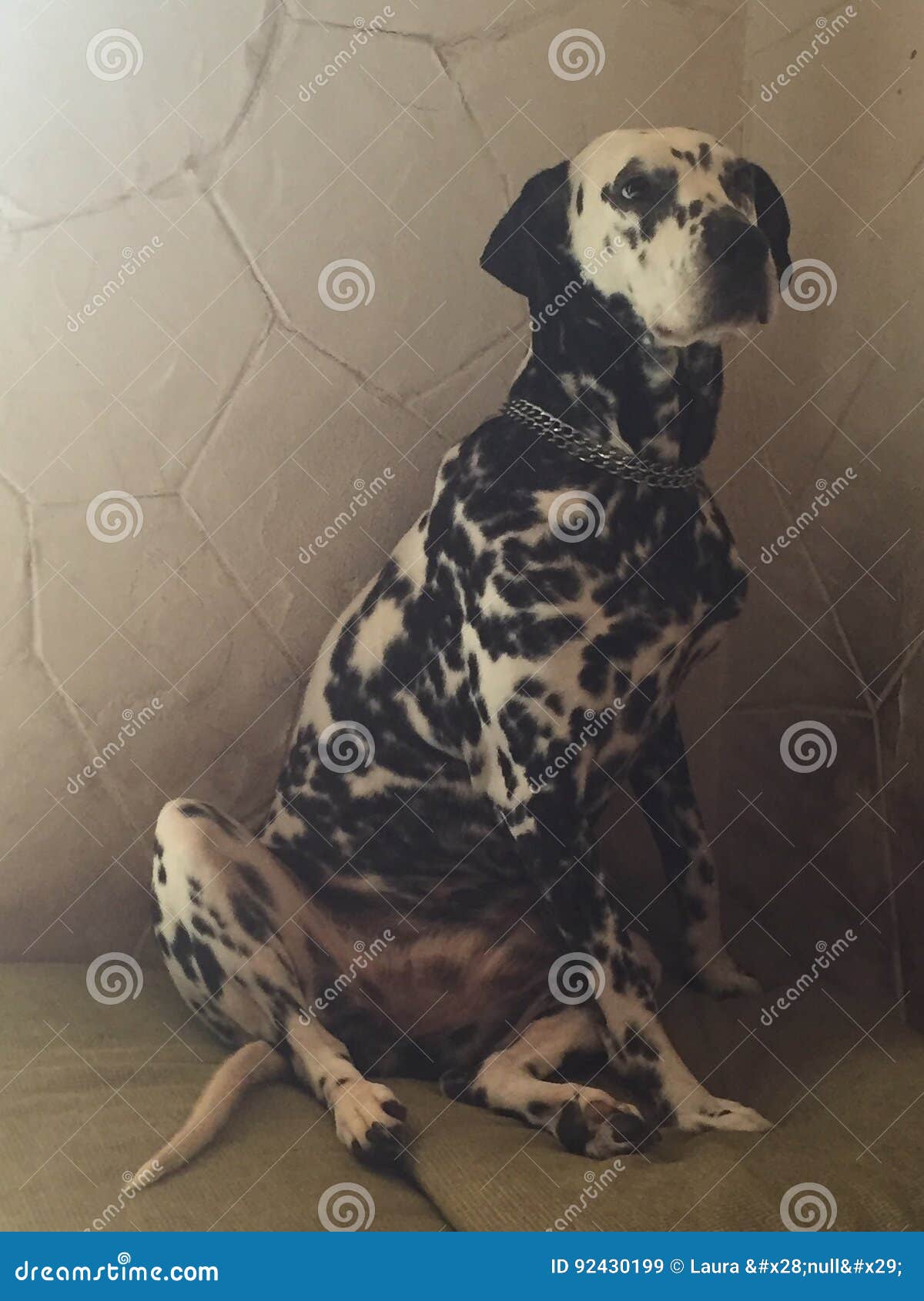 dalmata amor de animales