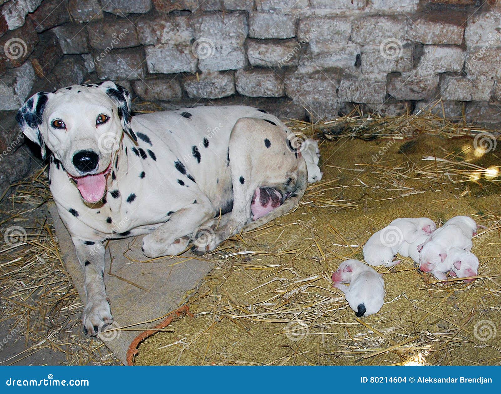 dalmatian dog, with babes newborn only one day